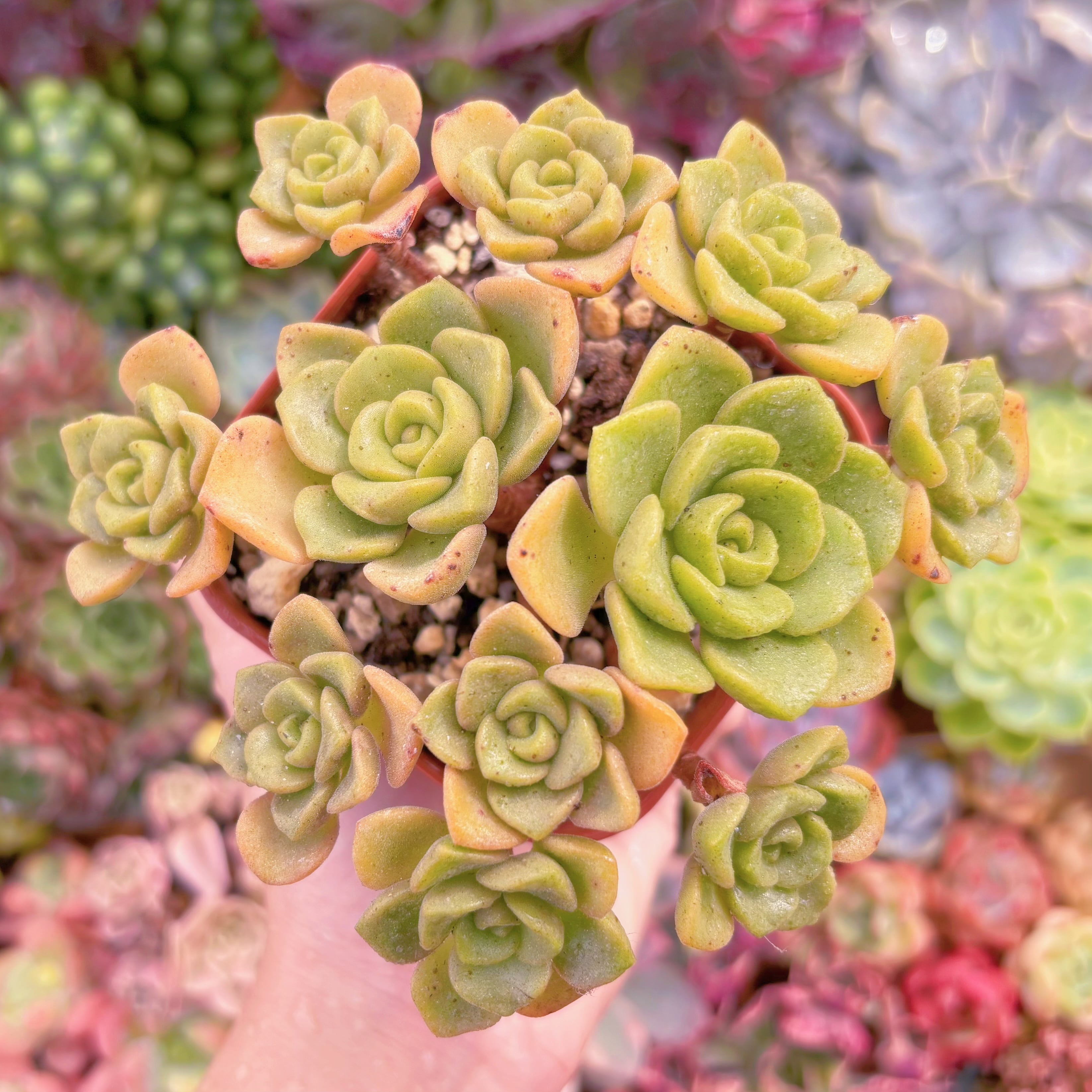 現品　リリーパット#1125　るる農園