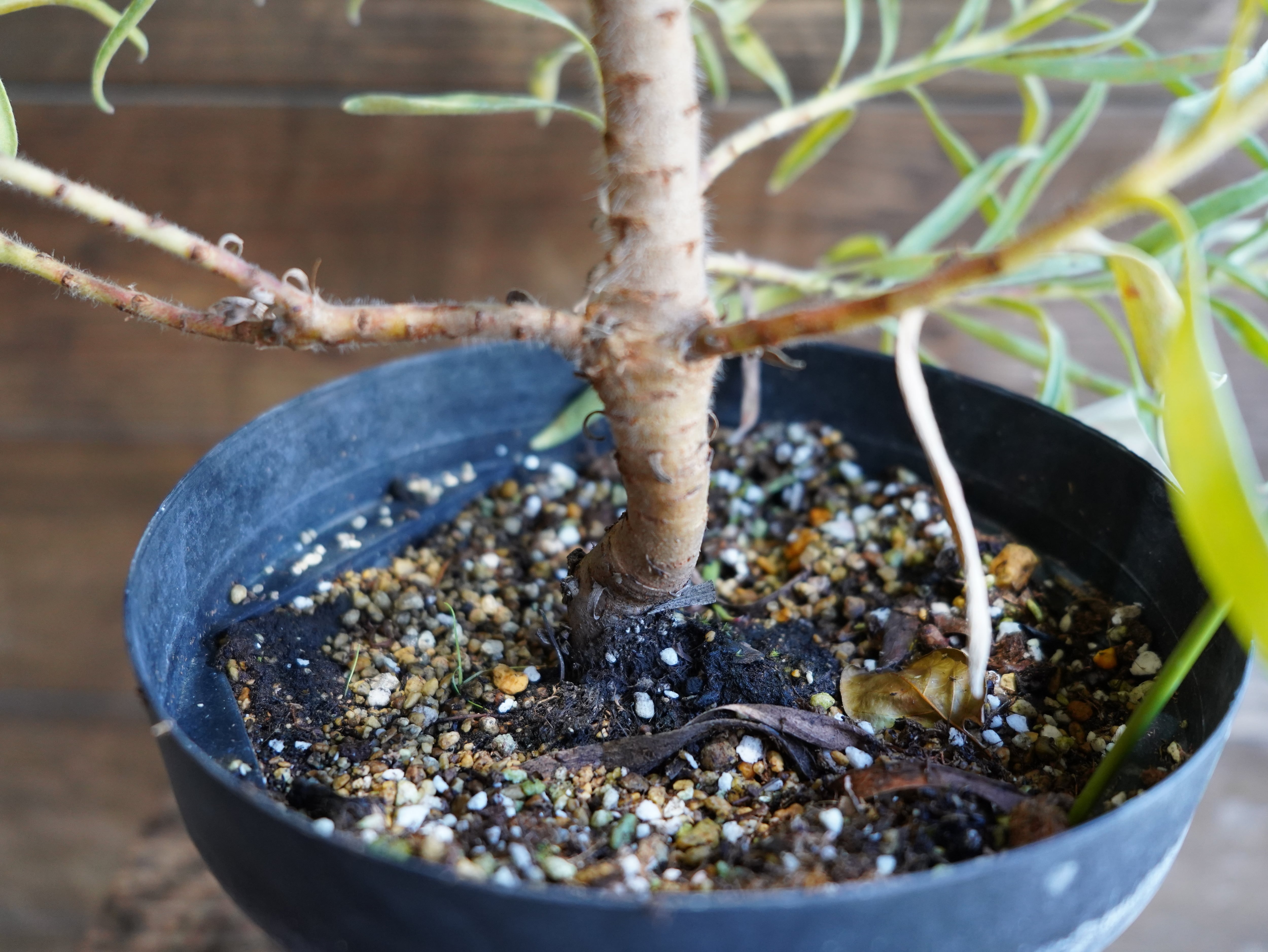 【現物】リューコスペルマム "カーニバルサンライズ"