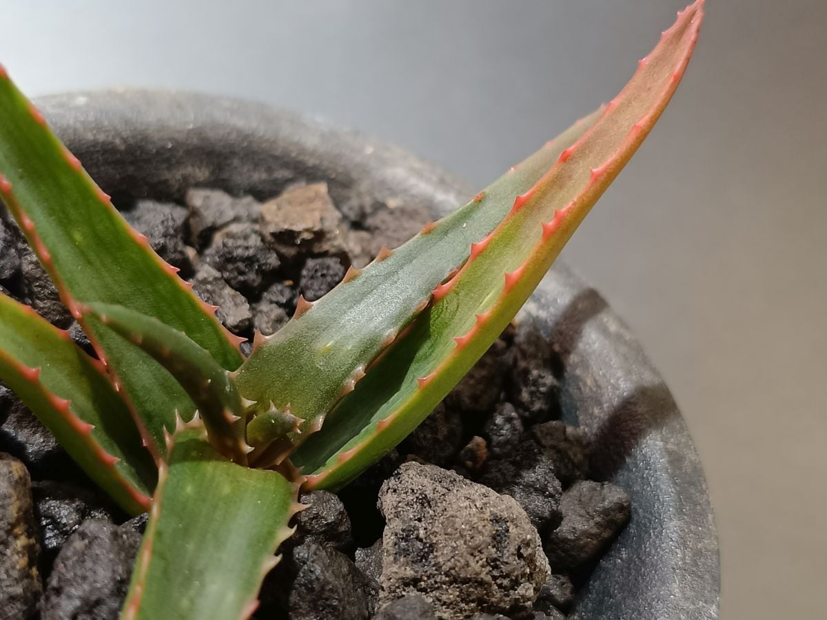 Hechtia lanata ヘクチア ラナータ | サボテンと多肉植物の店