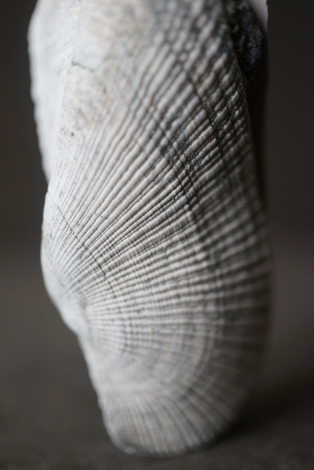 大阪産ビョウブガイ化石　Trisidos tortuosa kiyonoi 1293