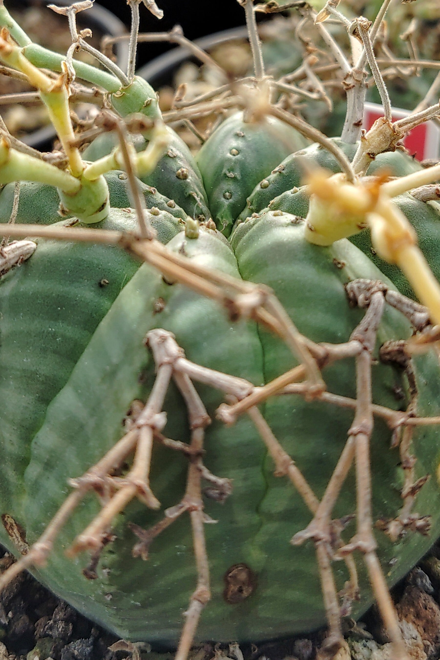 種子/5粒】Euphorbia meloformis (Port Elizabeth, RSA