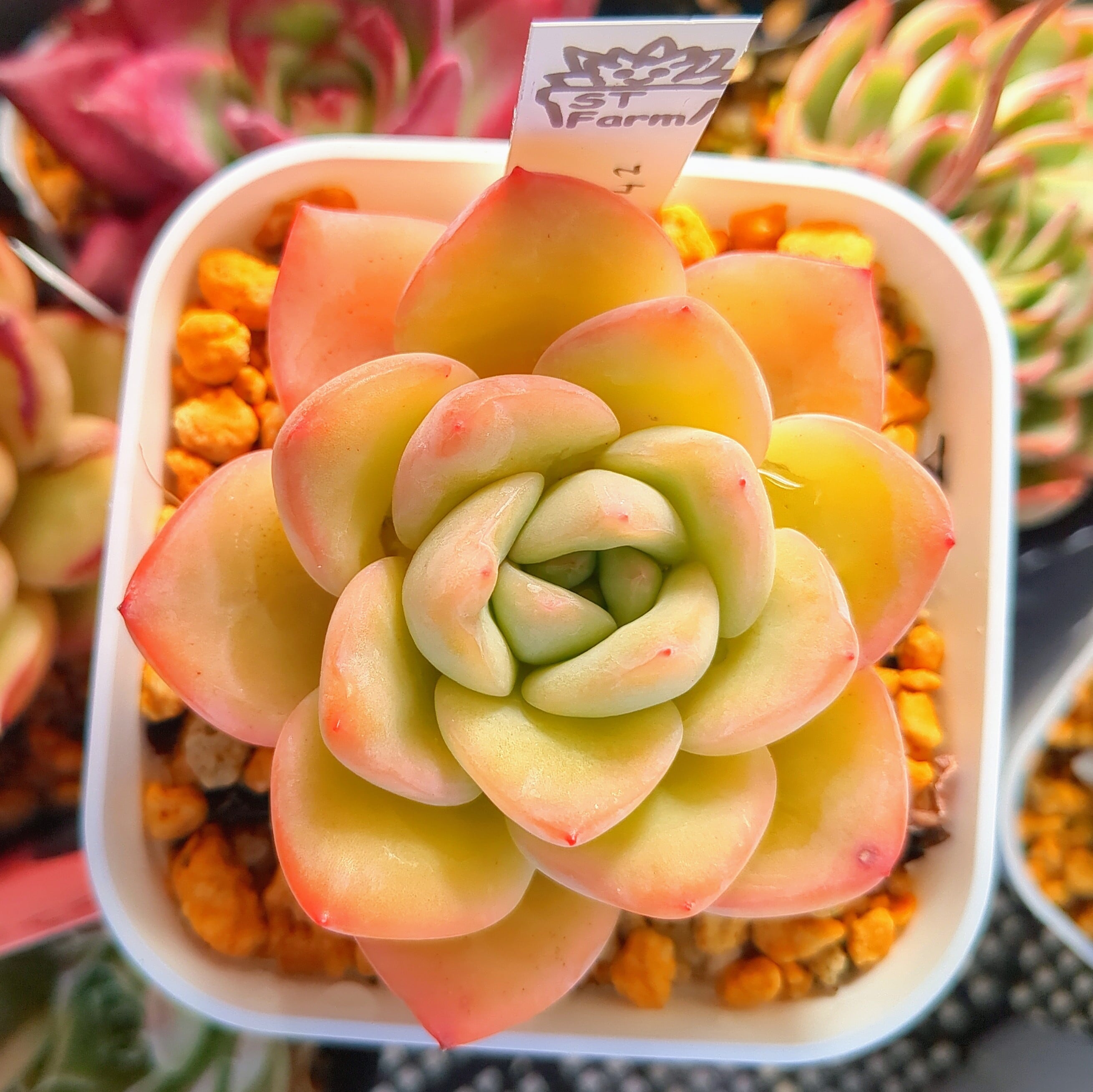 エケベリア アマビレ（抜き苗） | 多肉植物のネットショップ ST Farm