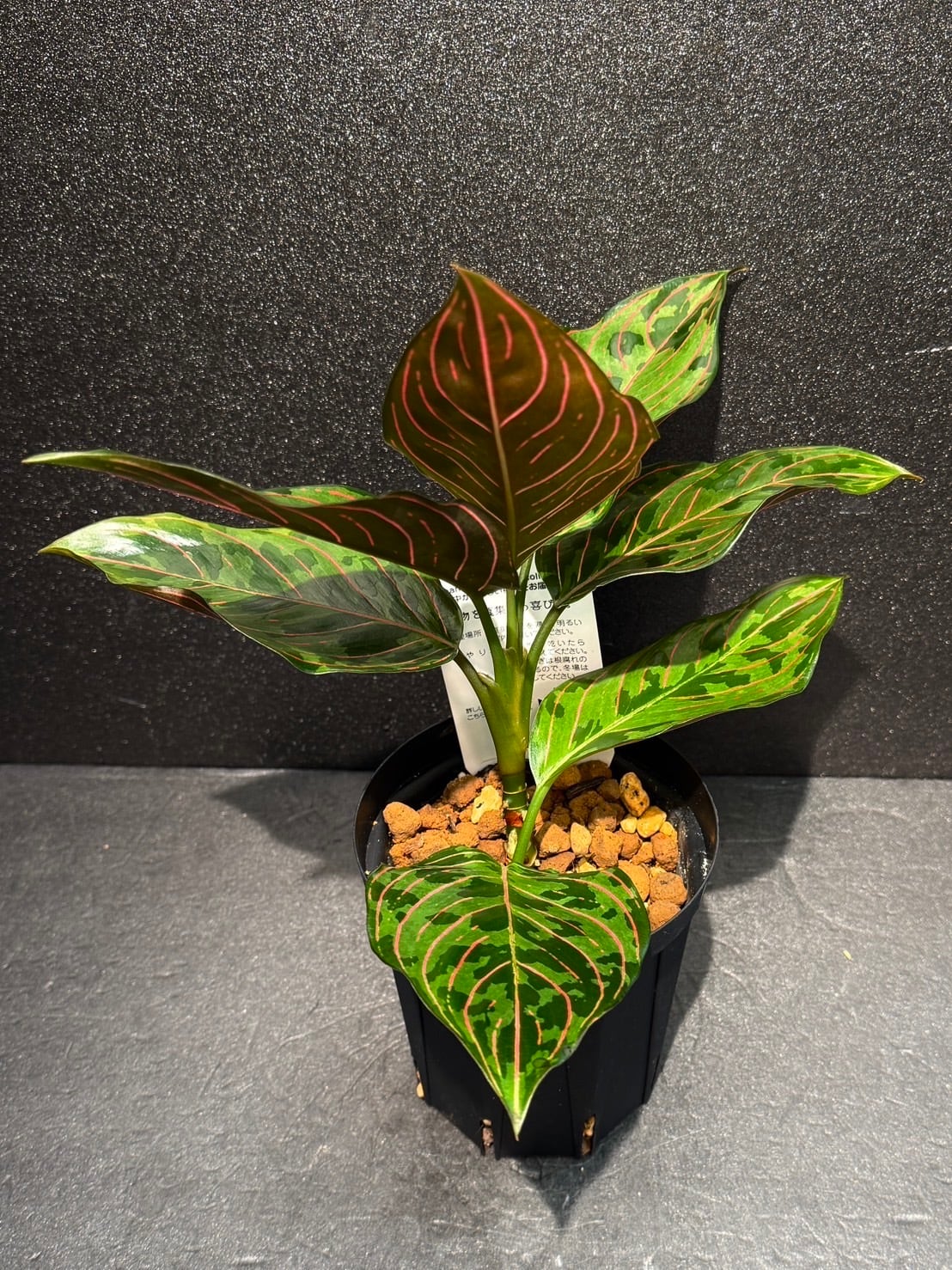 レッドアーミー アグラオネマ 希少 観葉植物 4号 | 観葉植物と雑貨のお