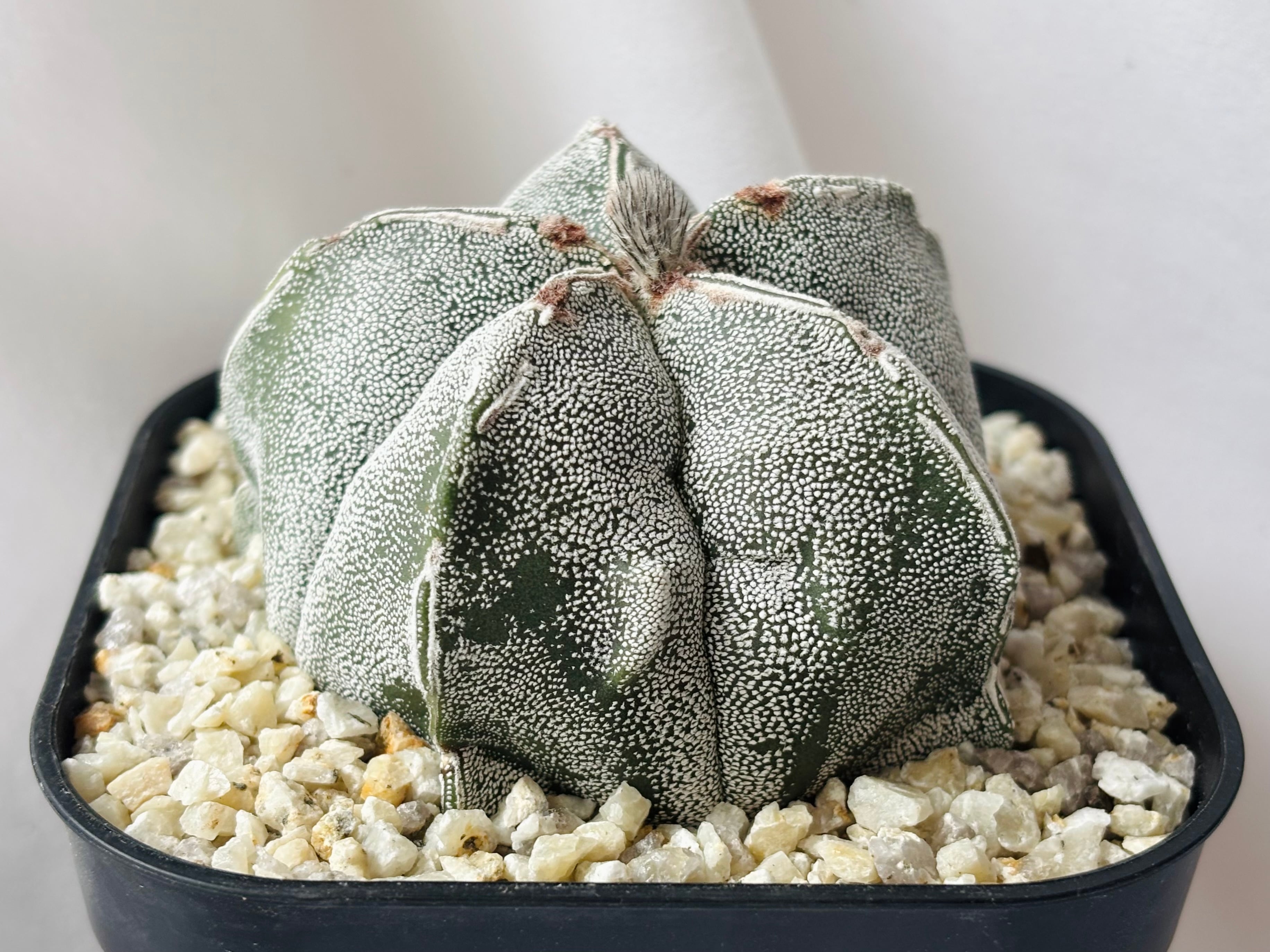 Astrophytum アストロフィツム | plants MARU ーサボテン・多肉植物の