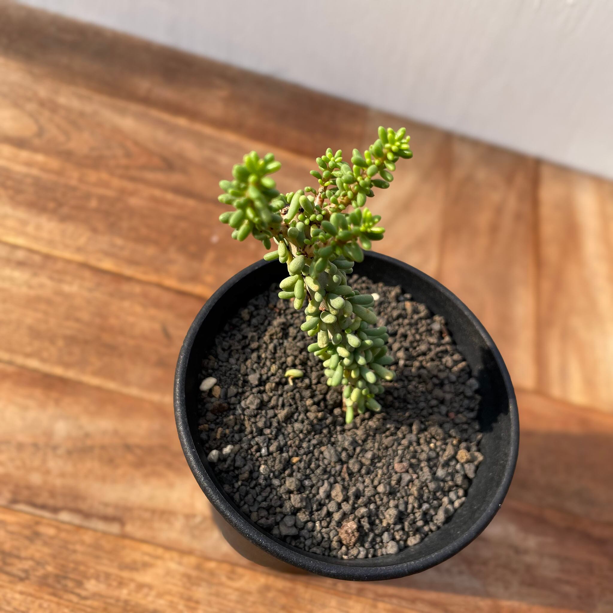 ケラリア ナマクエンシスCeraria namaquensis 現地株 極上 長期栽培株