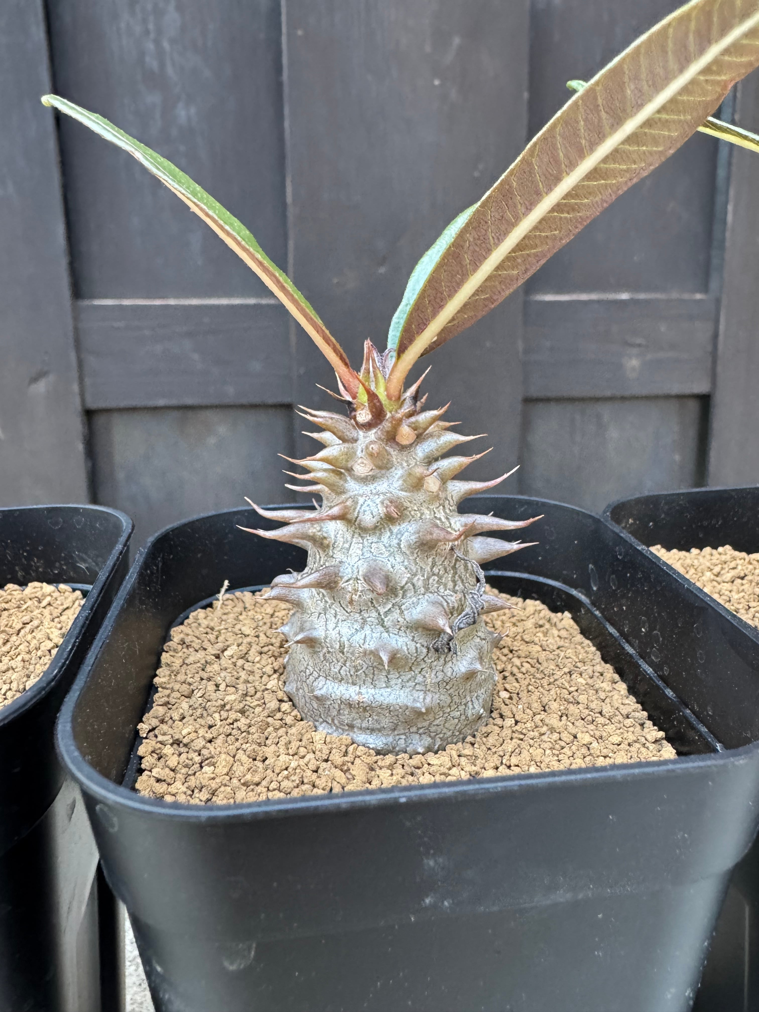 新着】Pachypodium baronii【国内実生】パキポディウム バロニー | 青