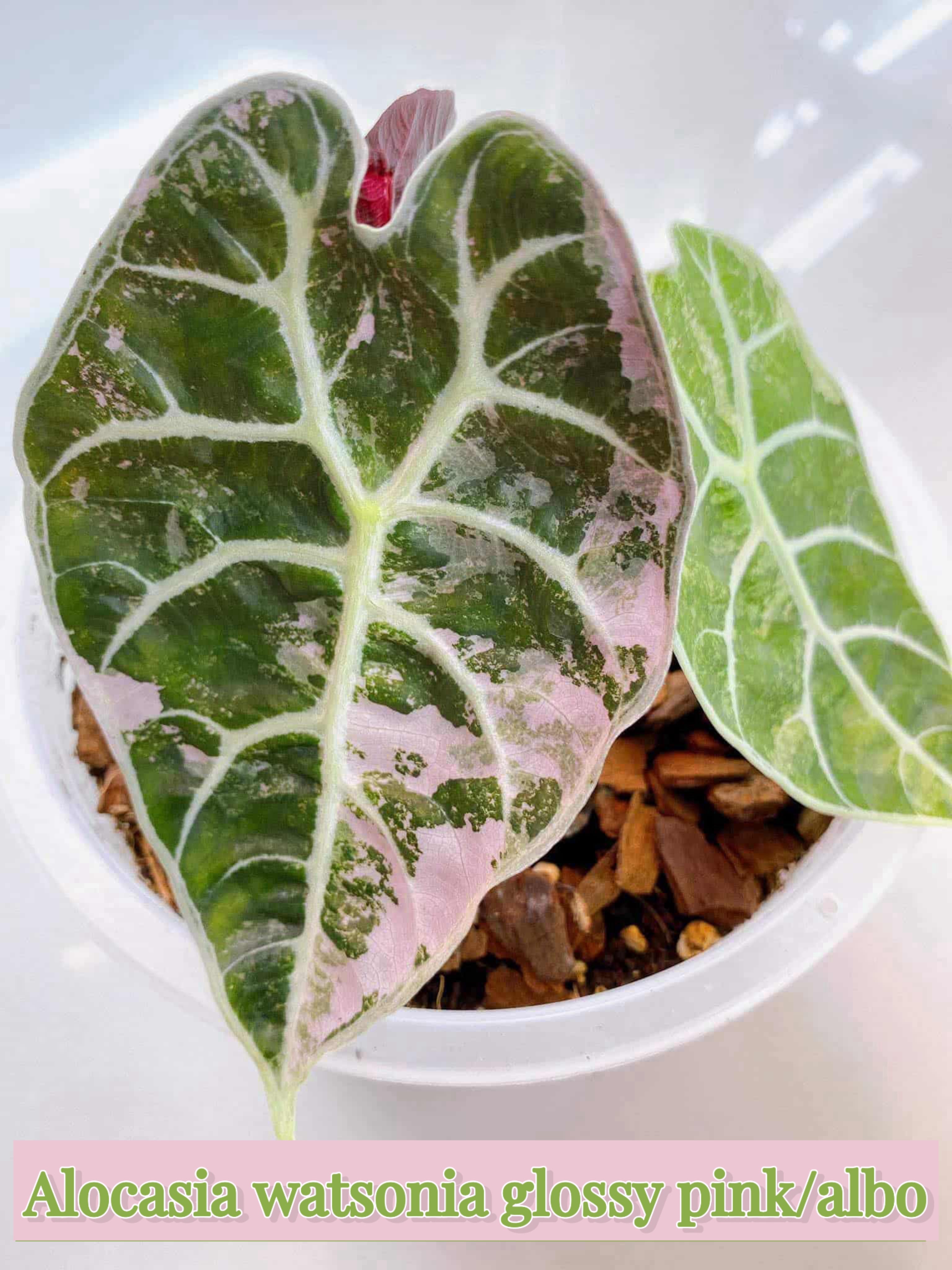 予約販売】Alocasia Watsonia Glossy Pink Albo｜アロカシア