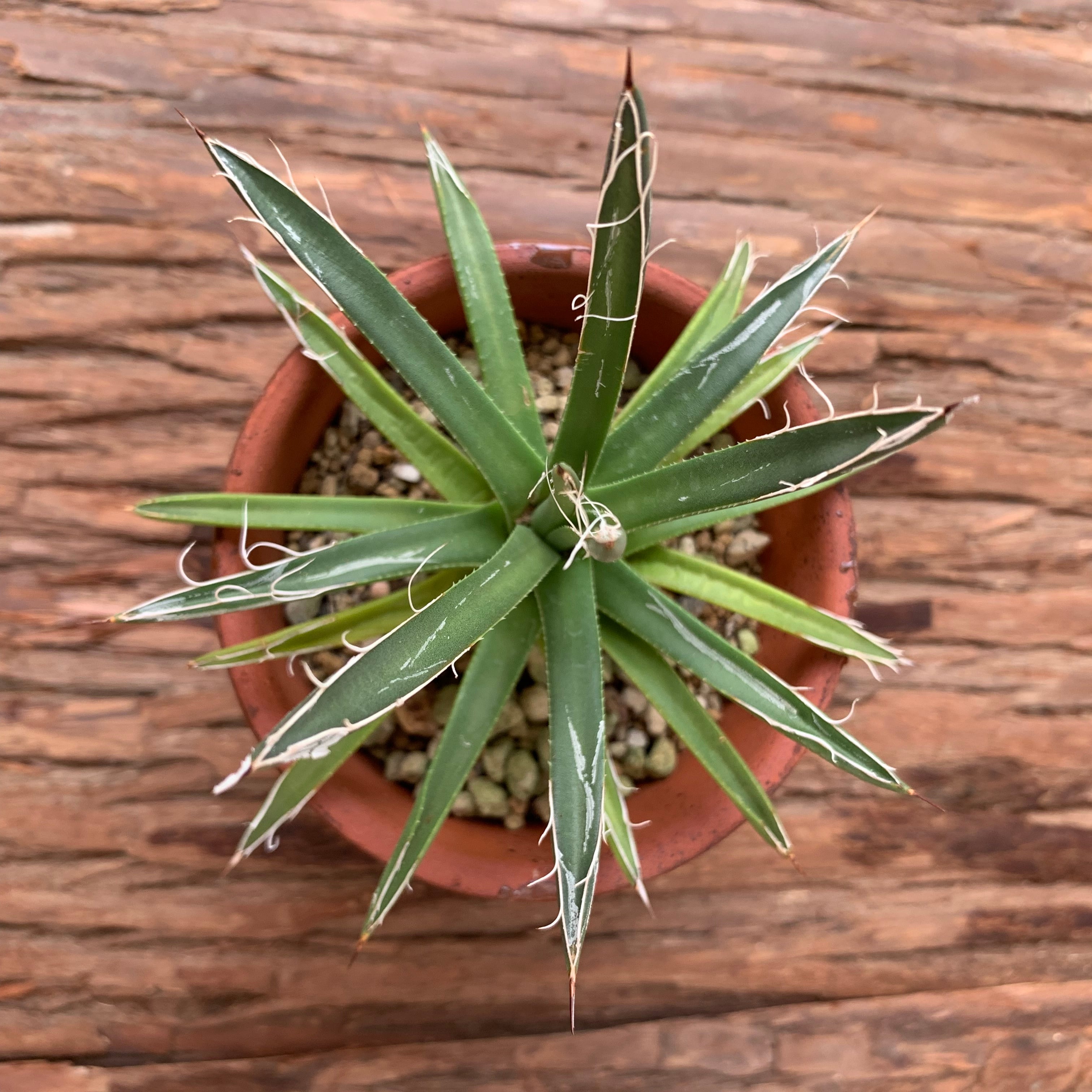 多肉植物 アガベ 滝の白糸（Agave schidigera）B | 京都 おむろ