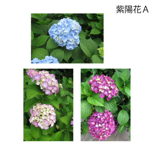 花いろ日和｜紫陽花　＜ポストカード・3枚セット＞
