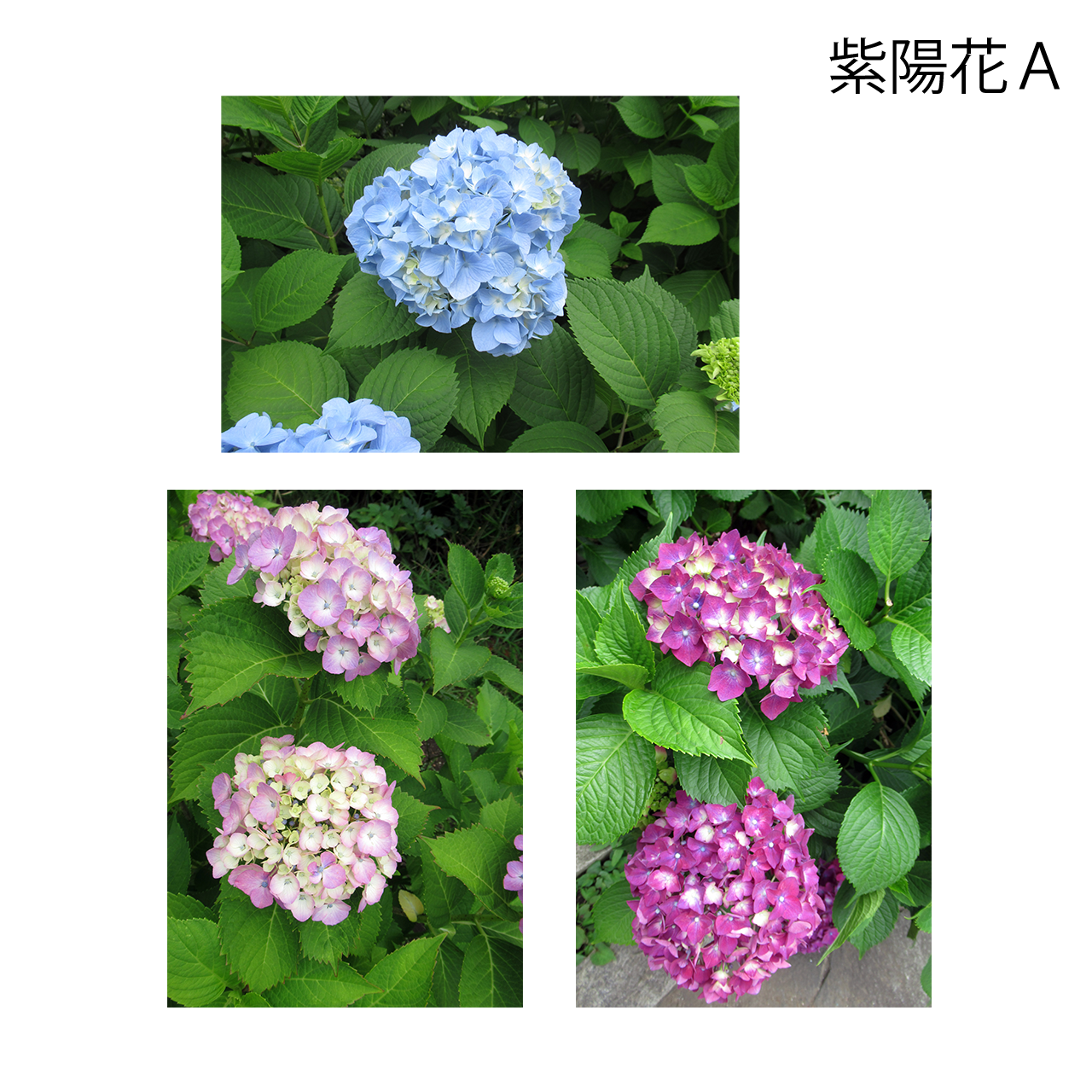 花いろ日和|紫陽花 <ポストカード・3枚セット>