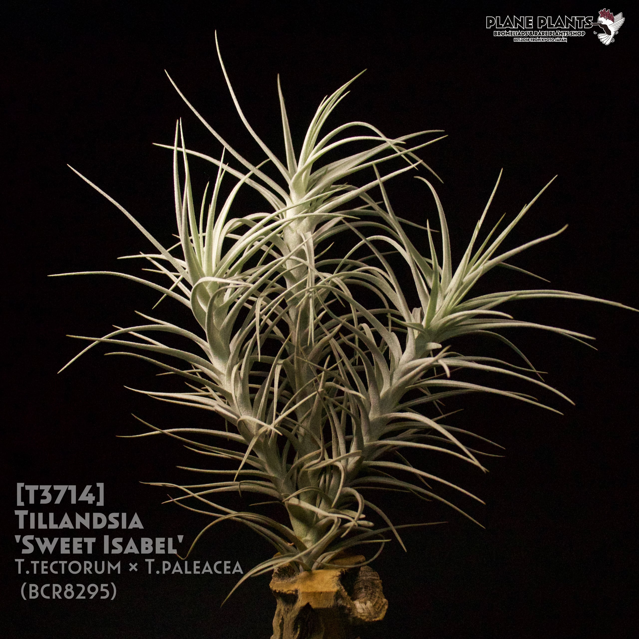 レア)チランジア Rex 1苗 - ブロメリア・エアープランツオンライン で 販売