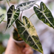 アロカシア バンビーノ イエロー / Alocasia bambino variegated 'Yellow'⑧ / 観葉植物