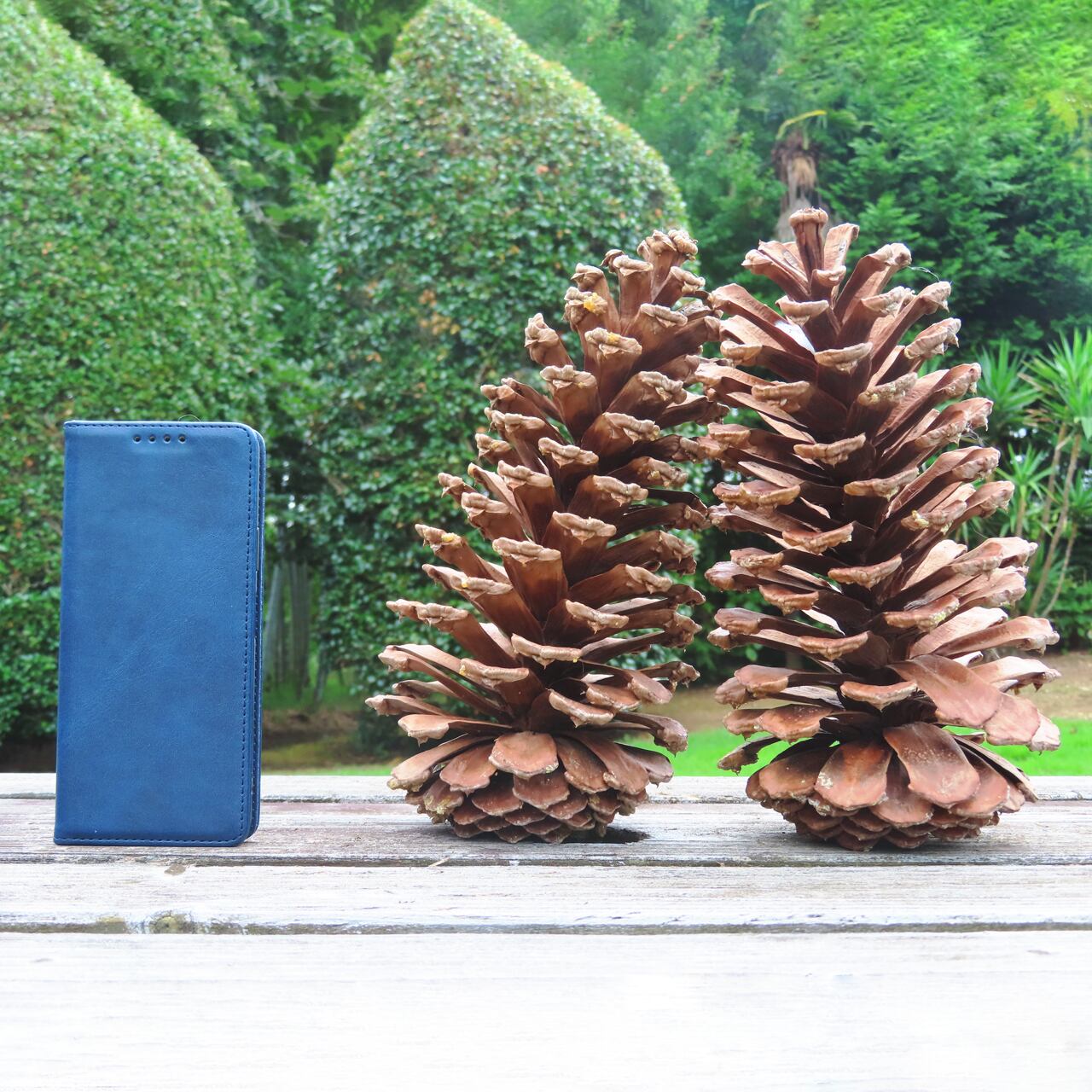 大王松のジャンボ松ぼっくり（1ヶ）（送料込） | 山本果樹園について