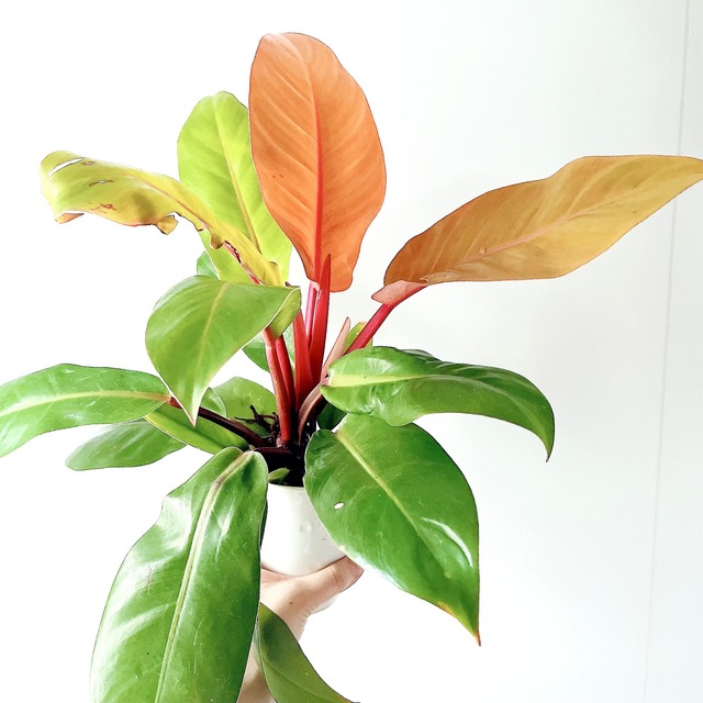 フィロデンドロン プリンスオブオレンジ 観葉植物 calm cafe