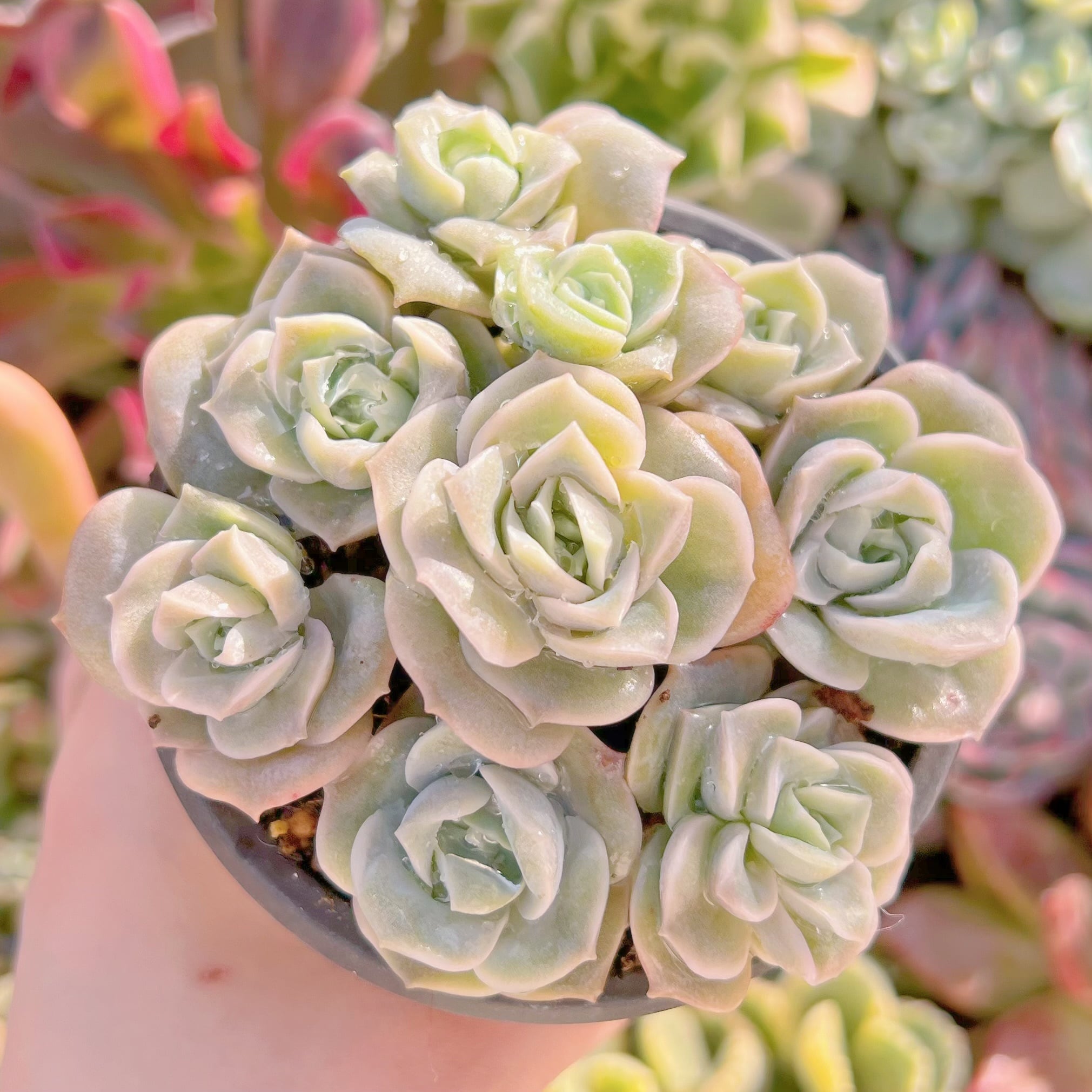 現品　ラブリーローズ#220   古株　るる農園