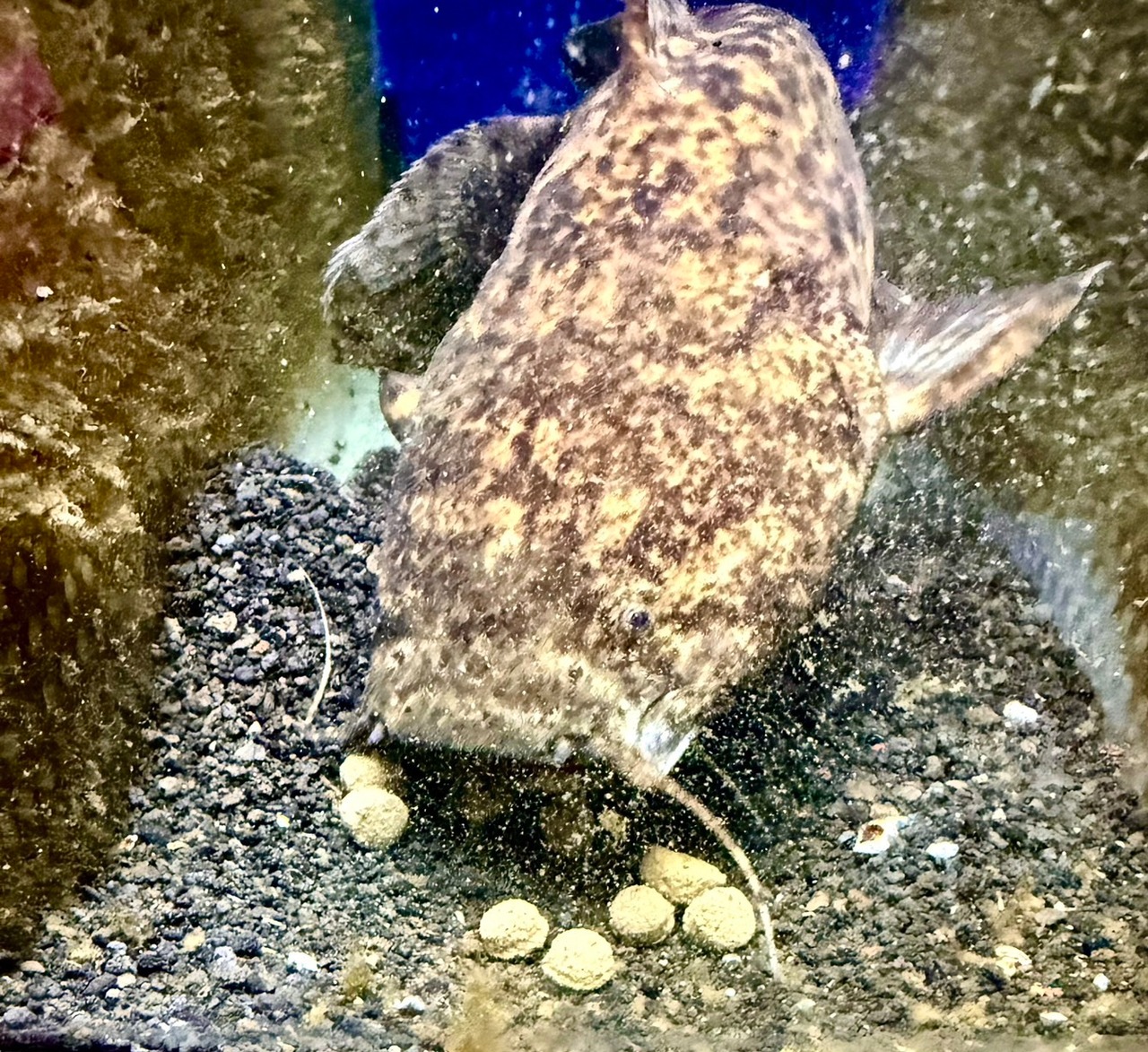 オレンジキャット - 5