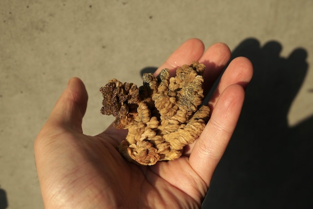 ポーランド産バライト/マーカサイト Barite / Marcacite 1667