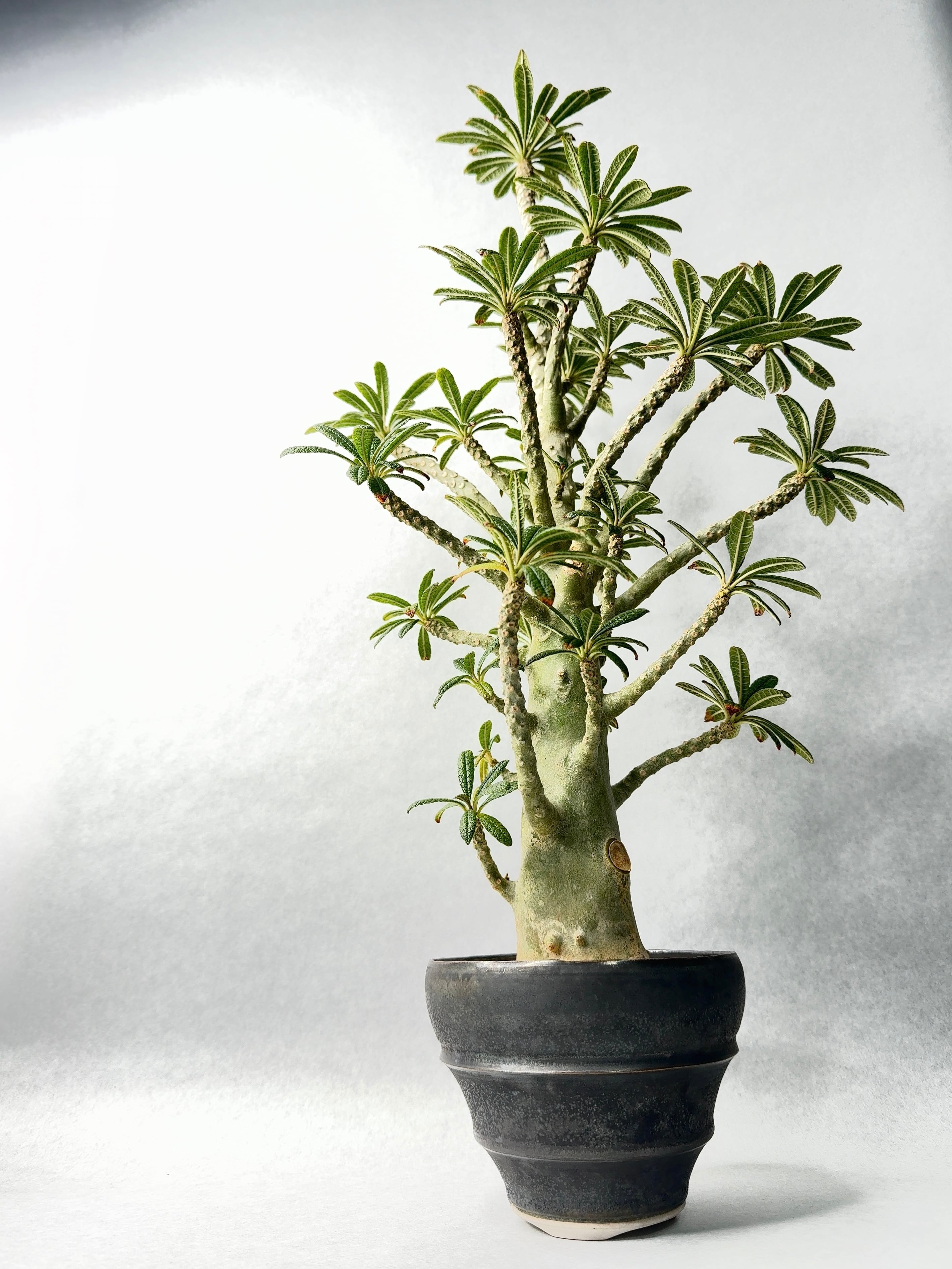 ドルステニア・ギガス | trigger