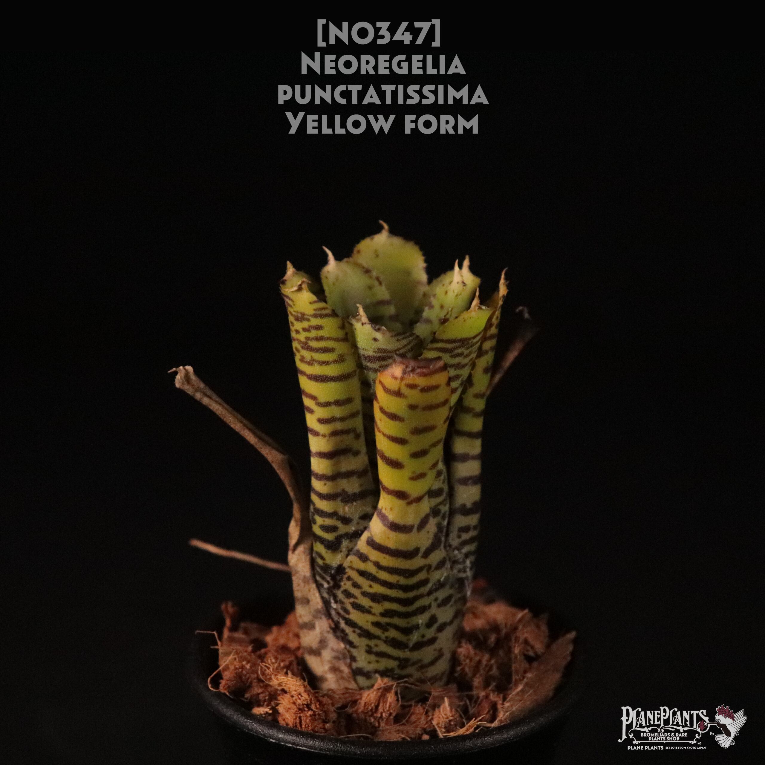 【送料無料】Neoregelia punctatissima yellow form〔ネオレゲリア〕現品発送N0347