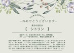 【引寄せの宝石ペン】　ペン本体（シルバー）／宝石（シトリン）