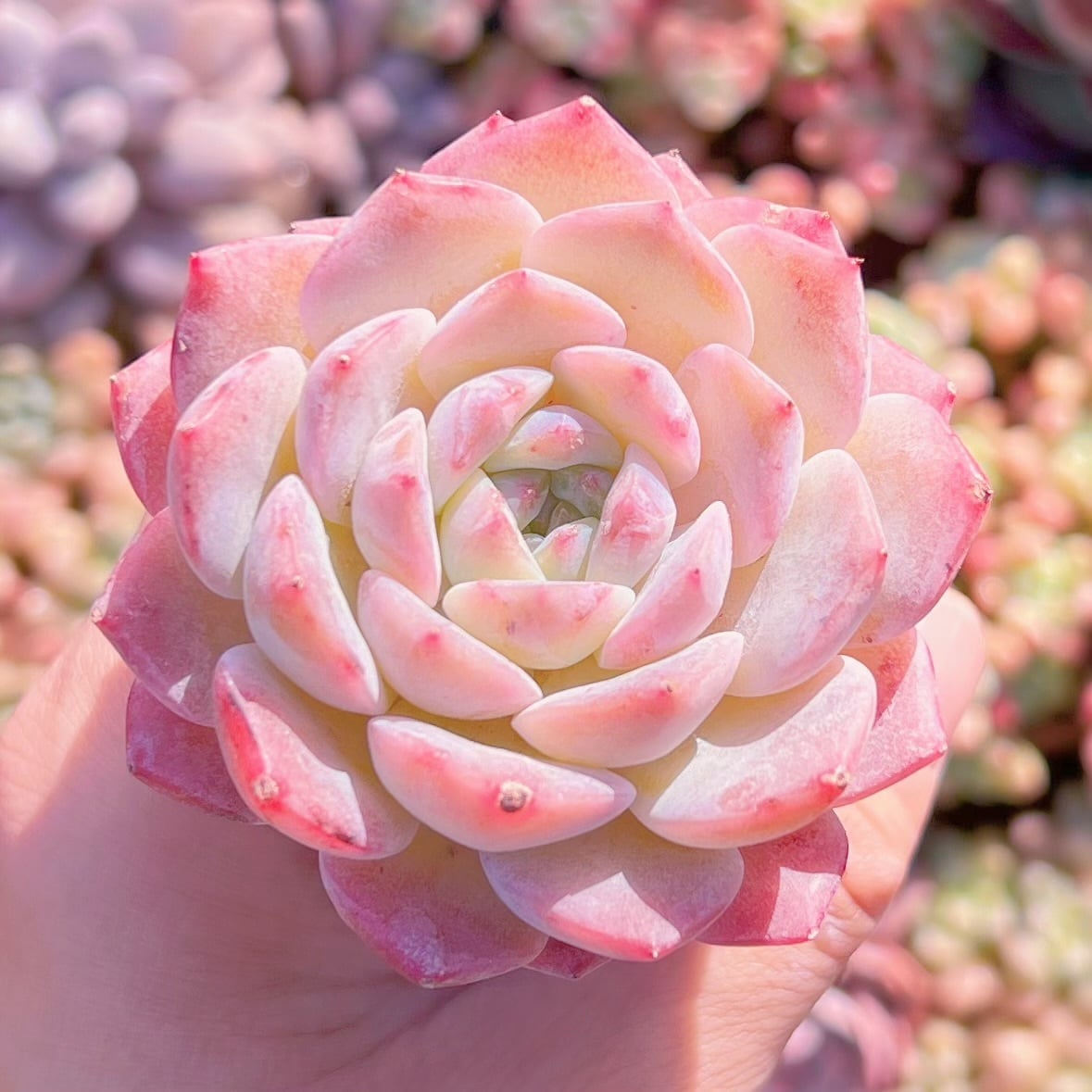 多肉植物　ヒアリナxラウイ　新入荷　るる農園