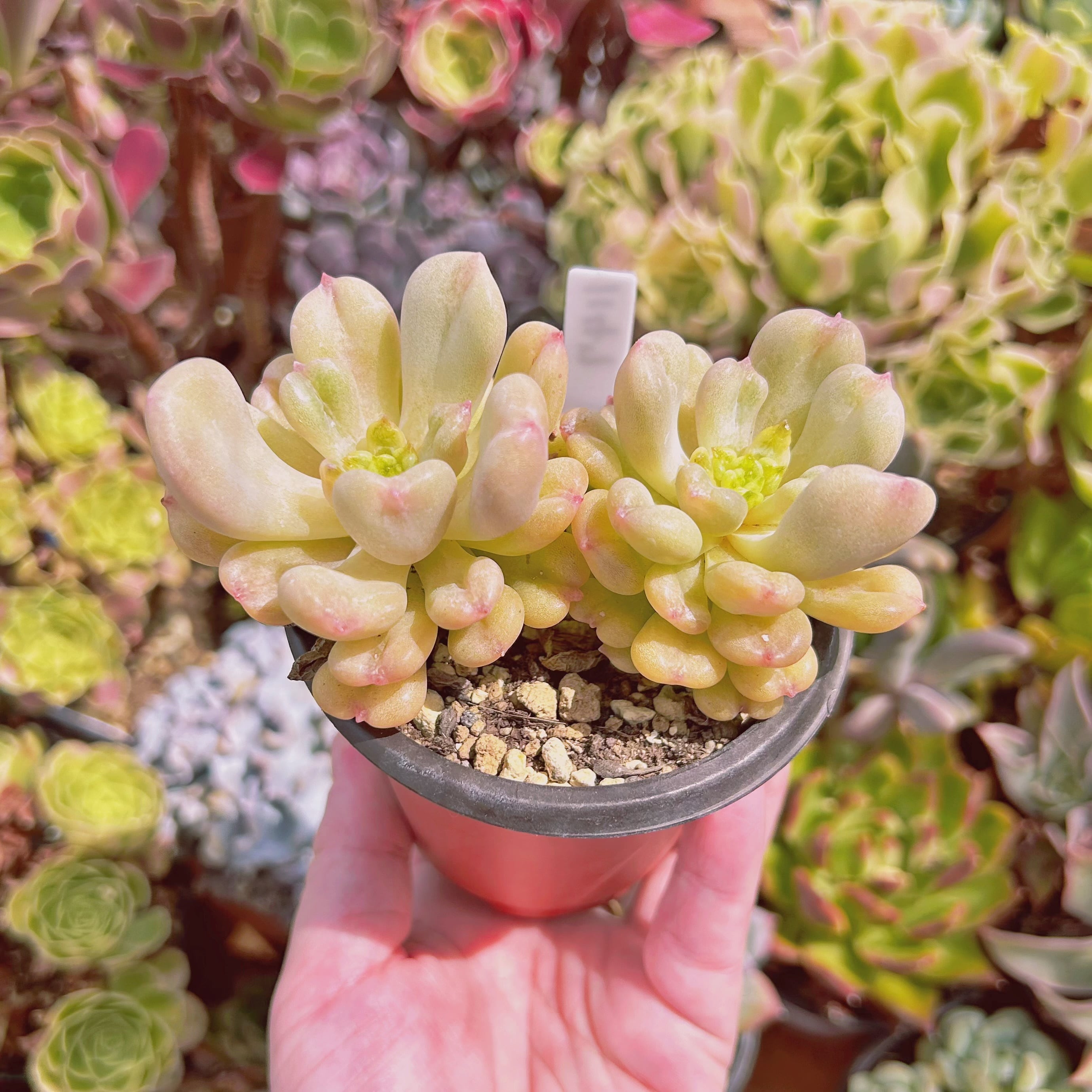 1147現物 多肉植物 ビルゲイツ 特大 抜き苗 | るる農園~多肉植物専門