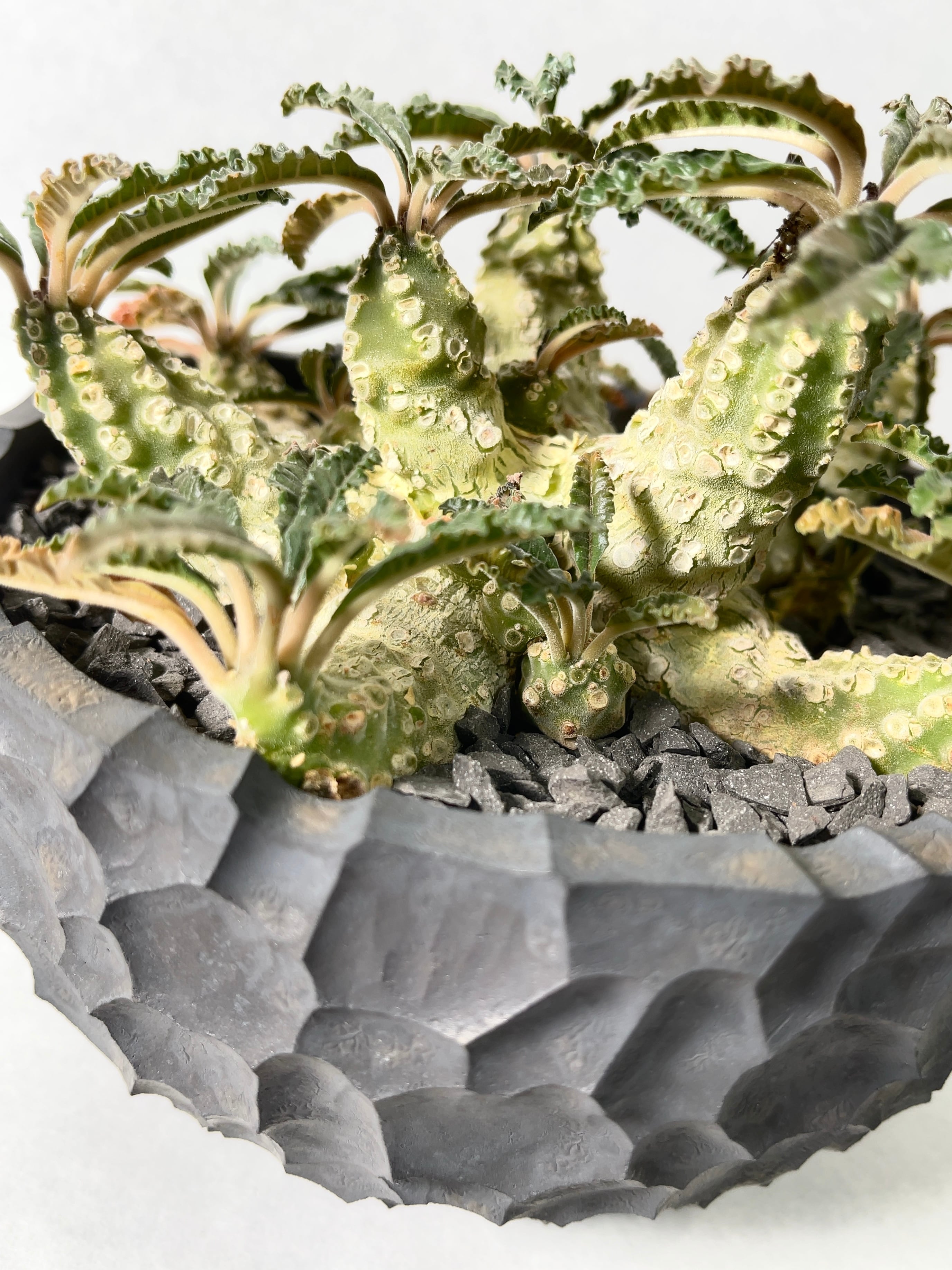 ドルステニア・ラブラニー | trigger