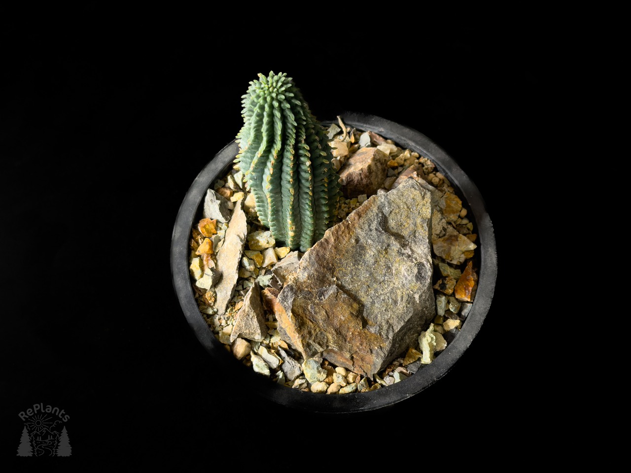 Habitat Style Euphorbia fimbriata