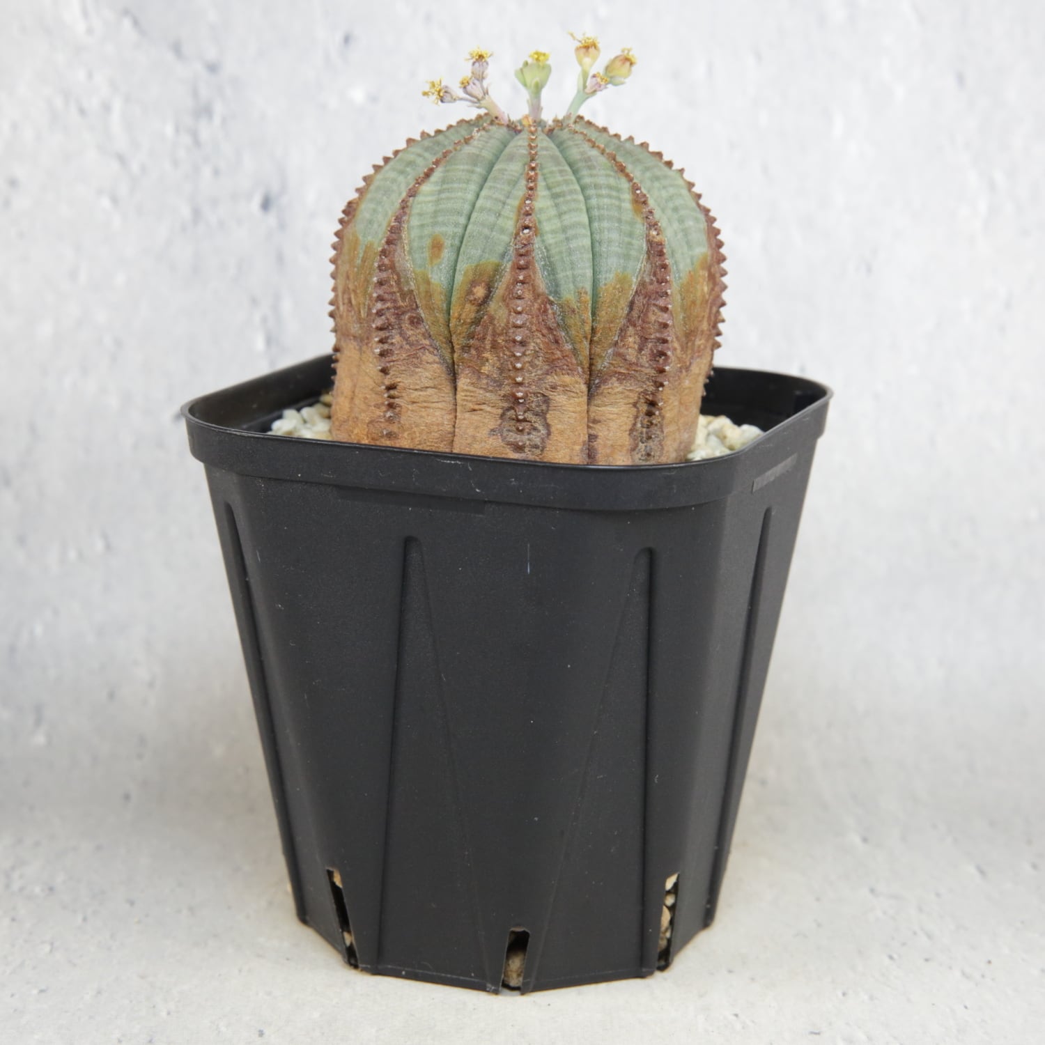 オス株 美模様 木質化 オベサ / ユーフォルビア | LIGHTHOUSE