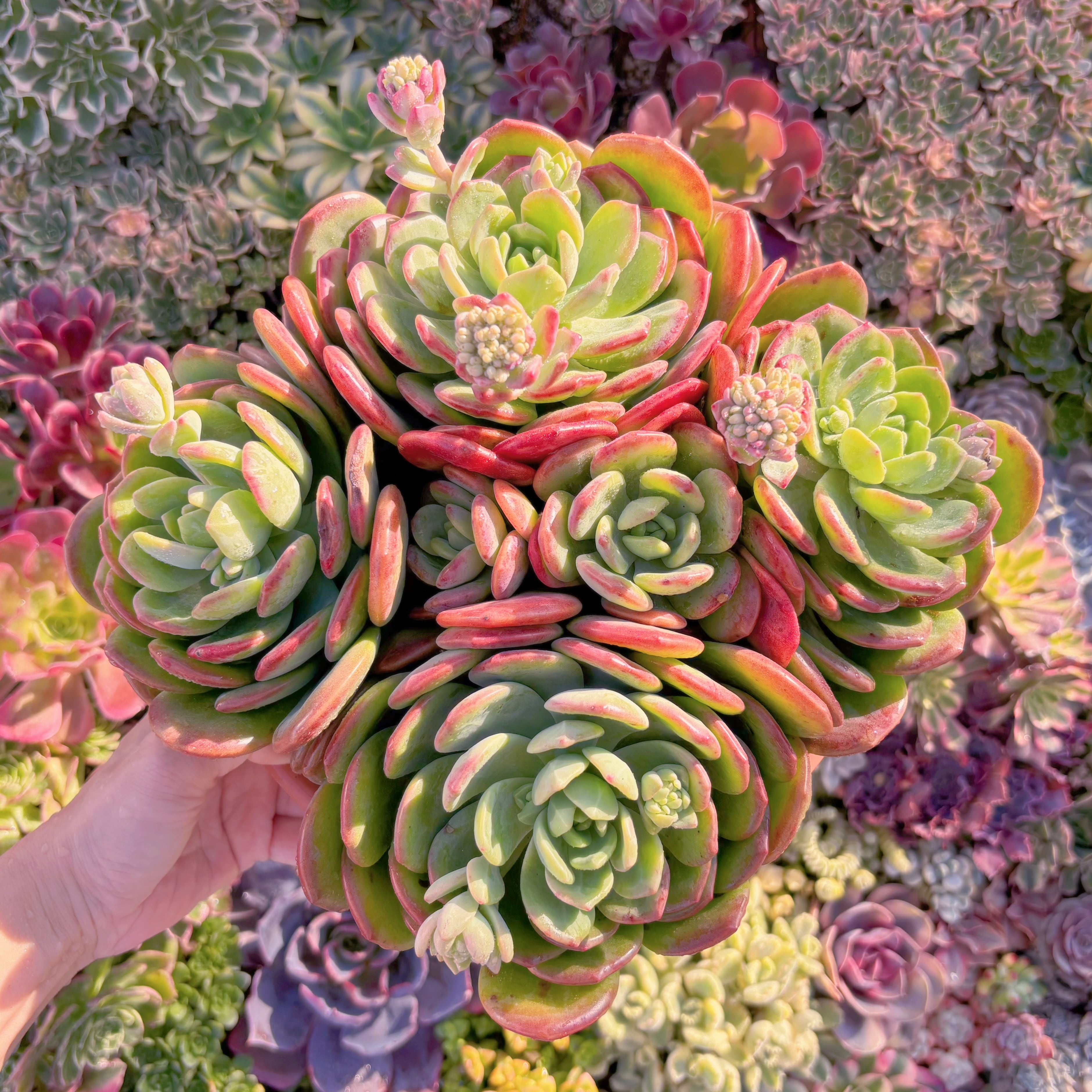 現品　ラサノカール#M122　特大群生　新入荷　るる農園