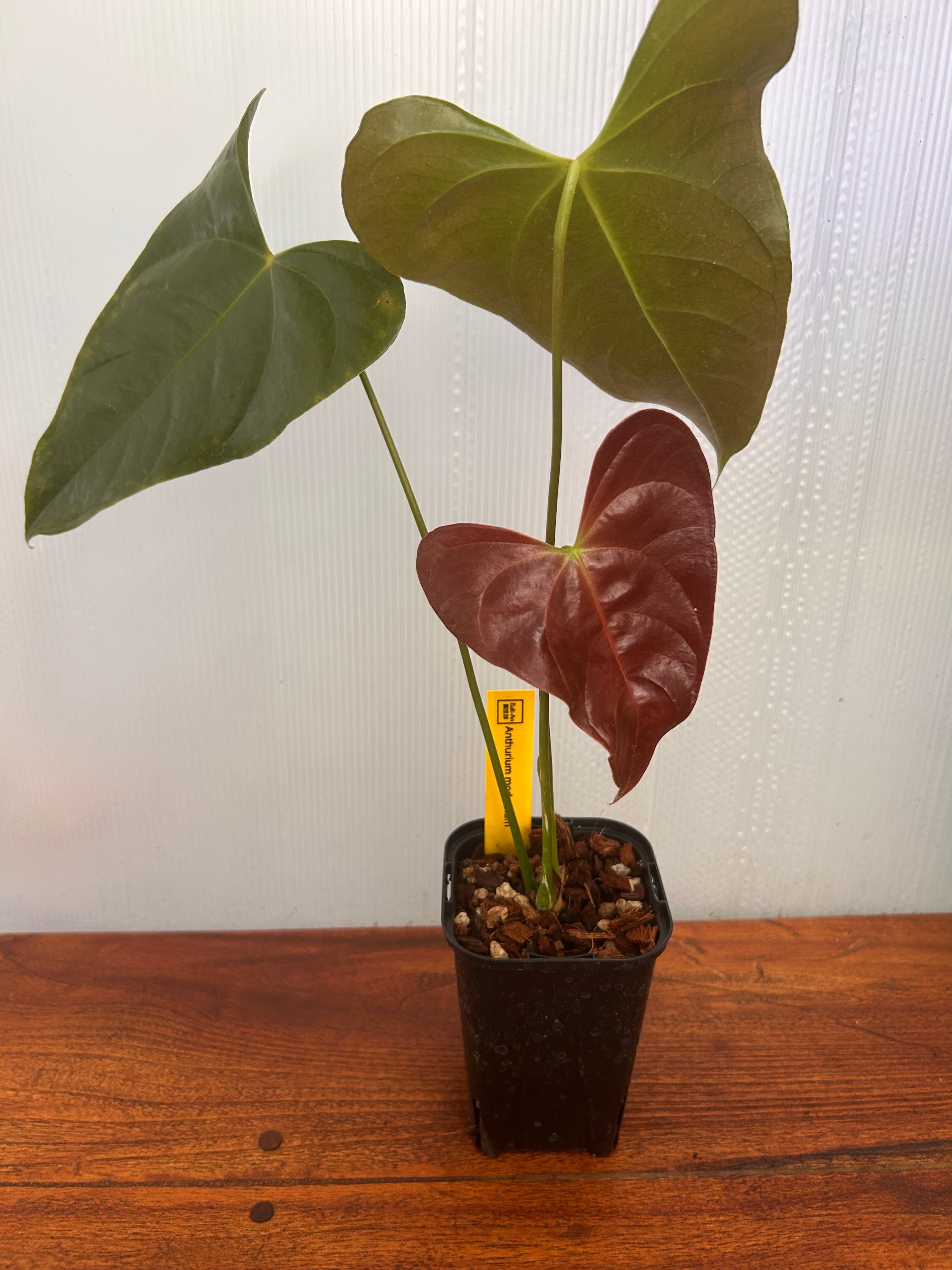 Anthurium | BALI-AN 園芸