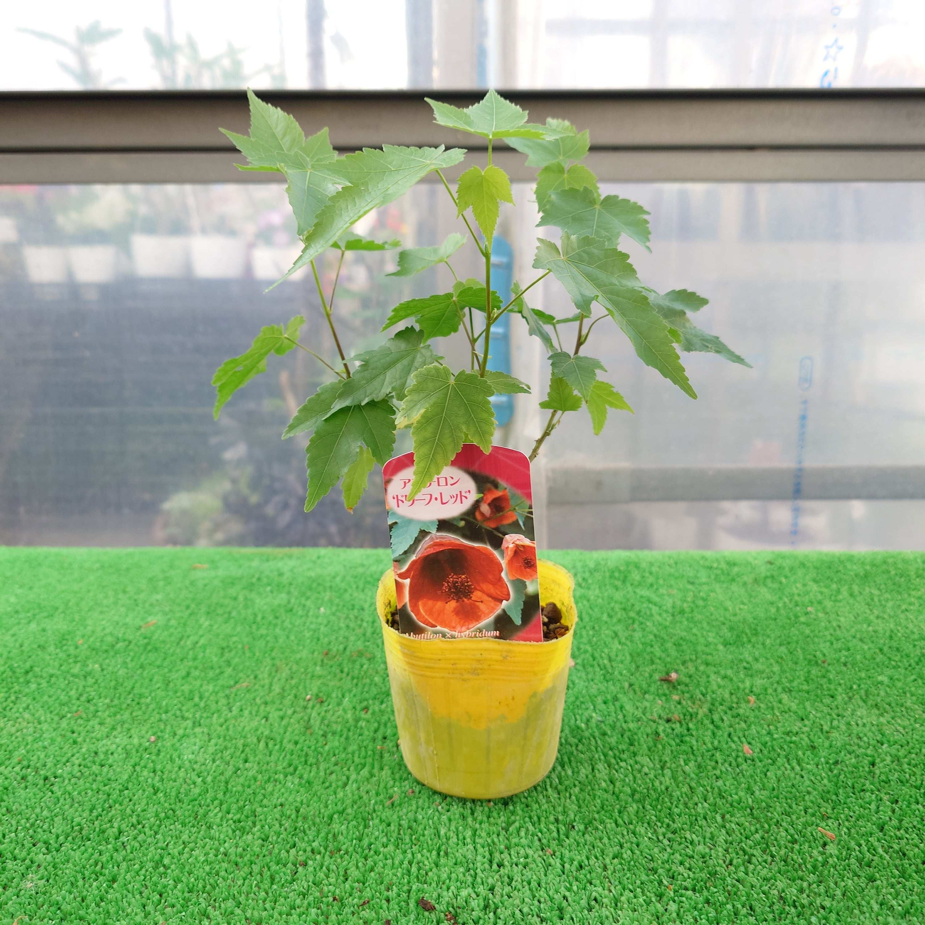 新規入荷商品 | ロゼッタ