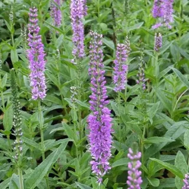 ベロニカ 'アトミック アメジスト レイ'