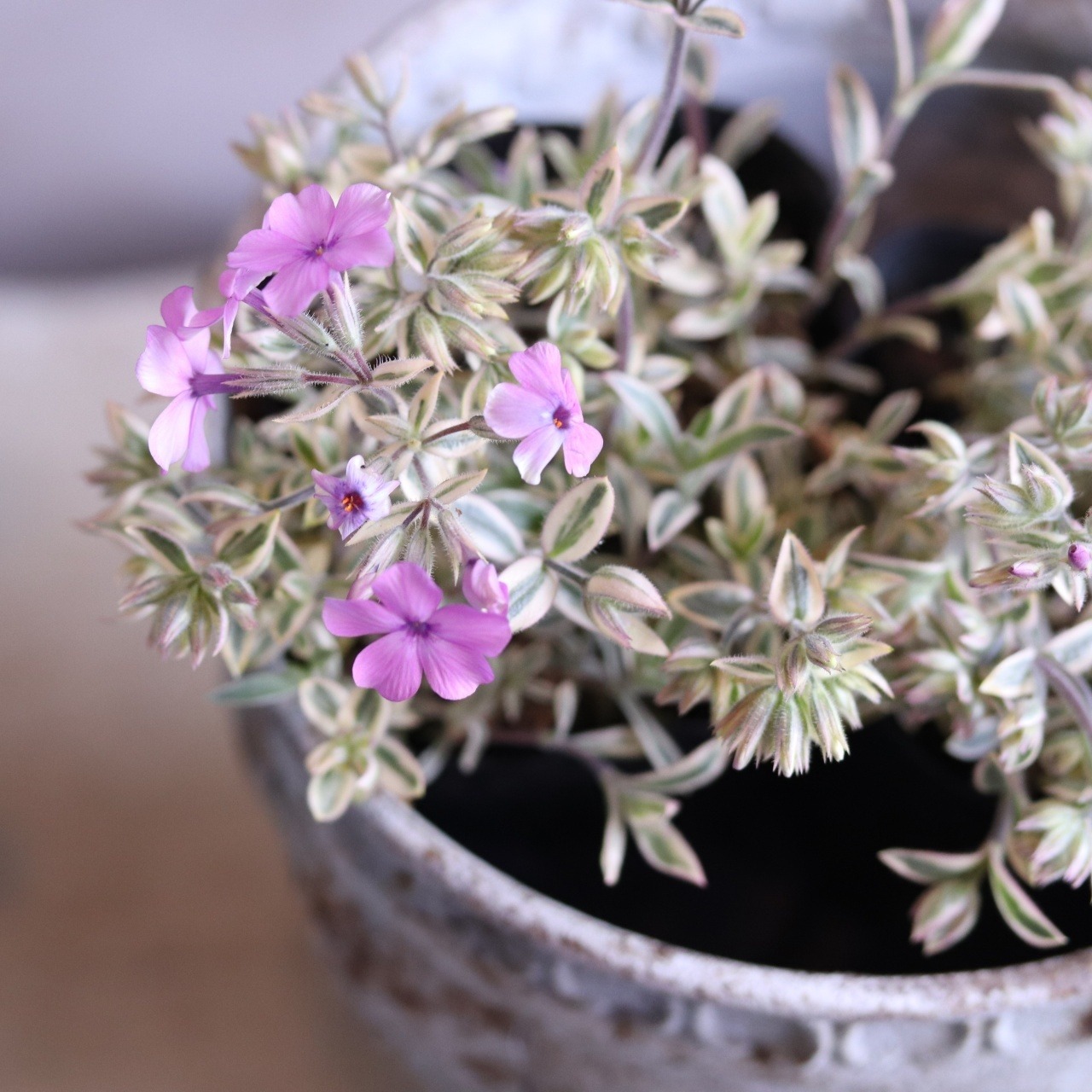 宿根フロックス プロクンベンス バリエガータ　寄せ植えにオススメ　ピンクのお花　庭、花壇にオススメ　丈夫　初心者にオススメ　