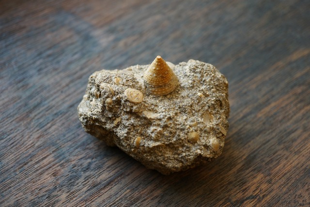 イタリア産巻貝化石 Tectus semilaevigatus 1025