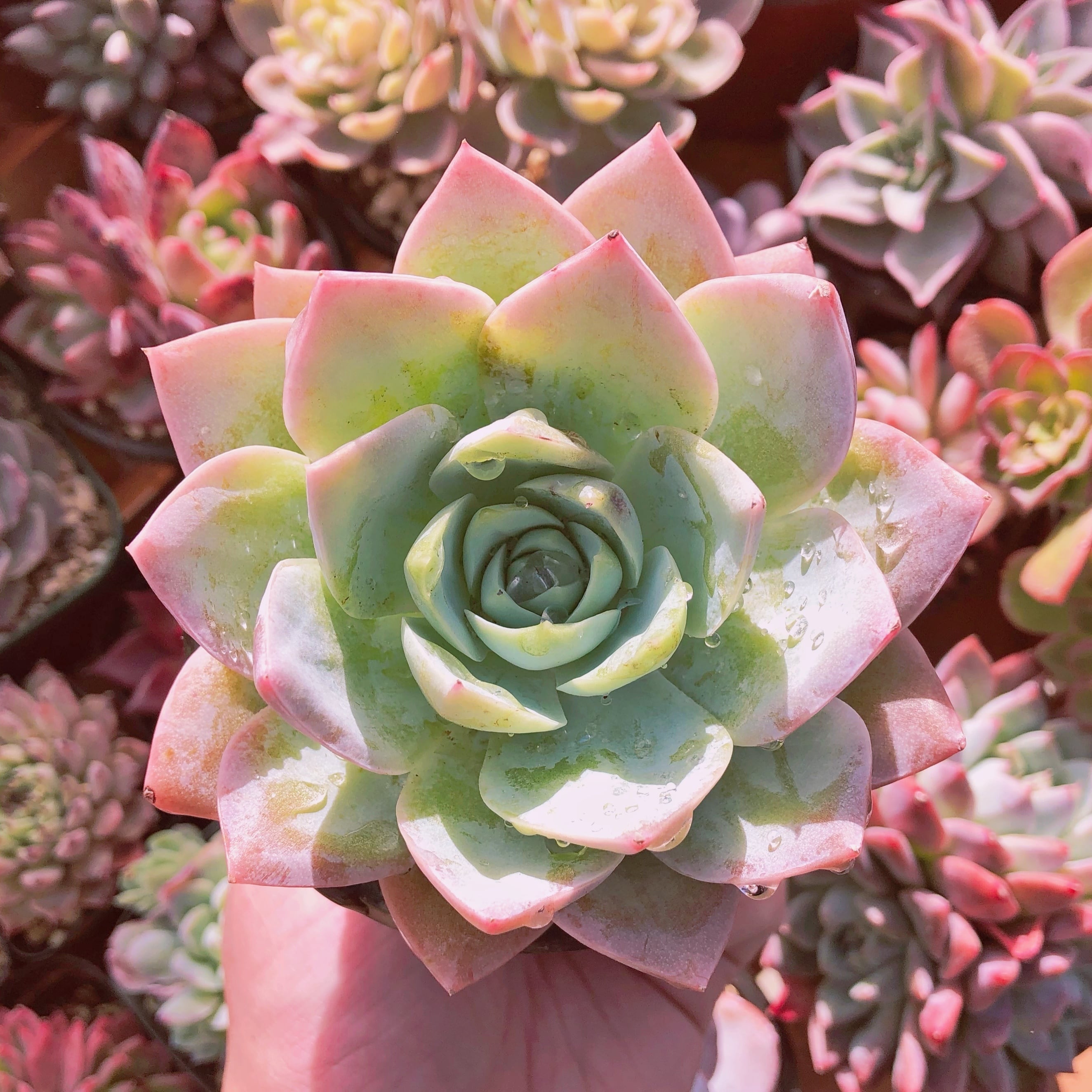 多肉植物　 スワベオレンス　大苗