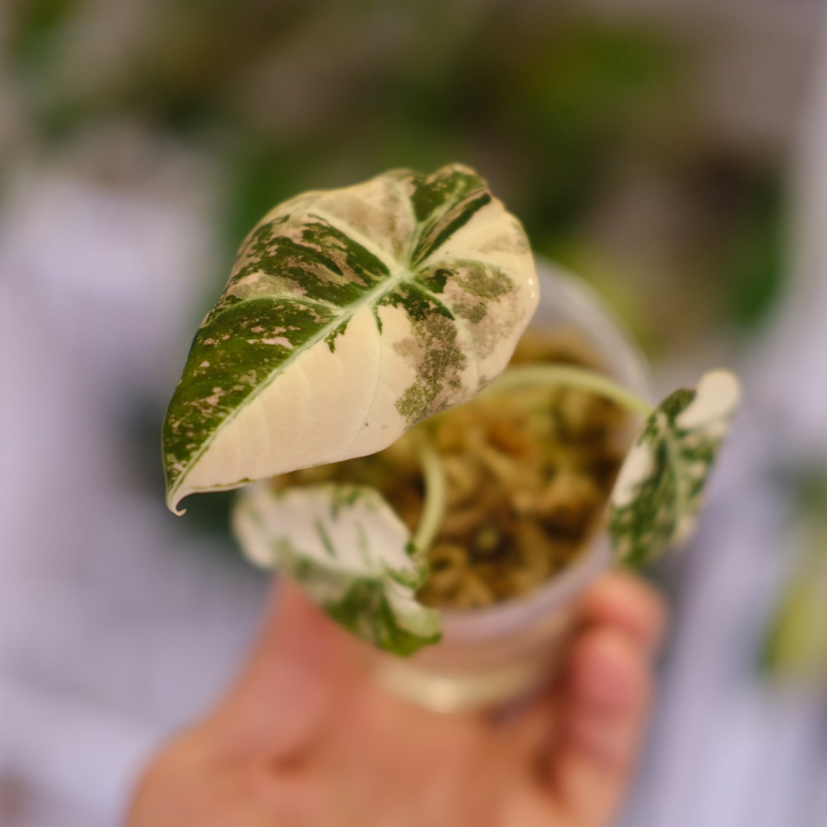 Alocasia cuprea varigated/アロカシア クプレア斑入り② Alocasia cuprea varigated/アロカシア クプレア斑入り②