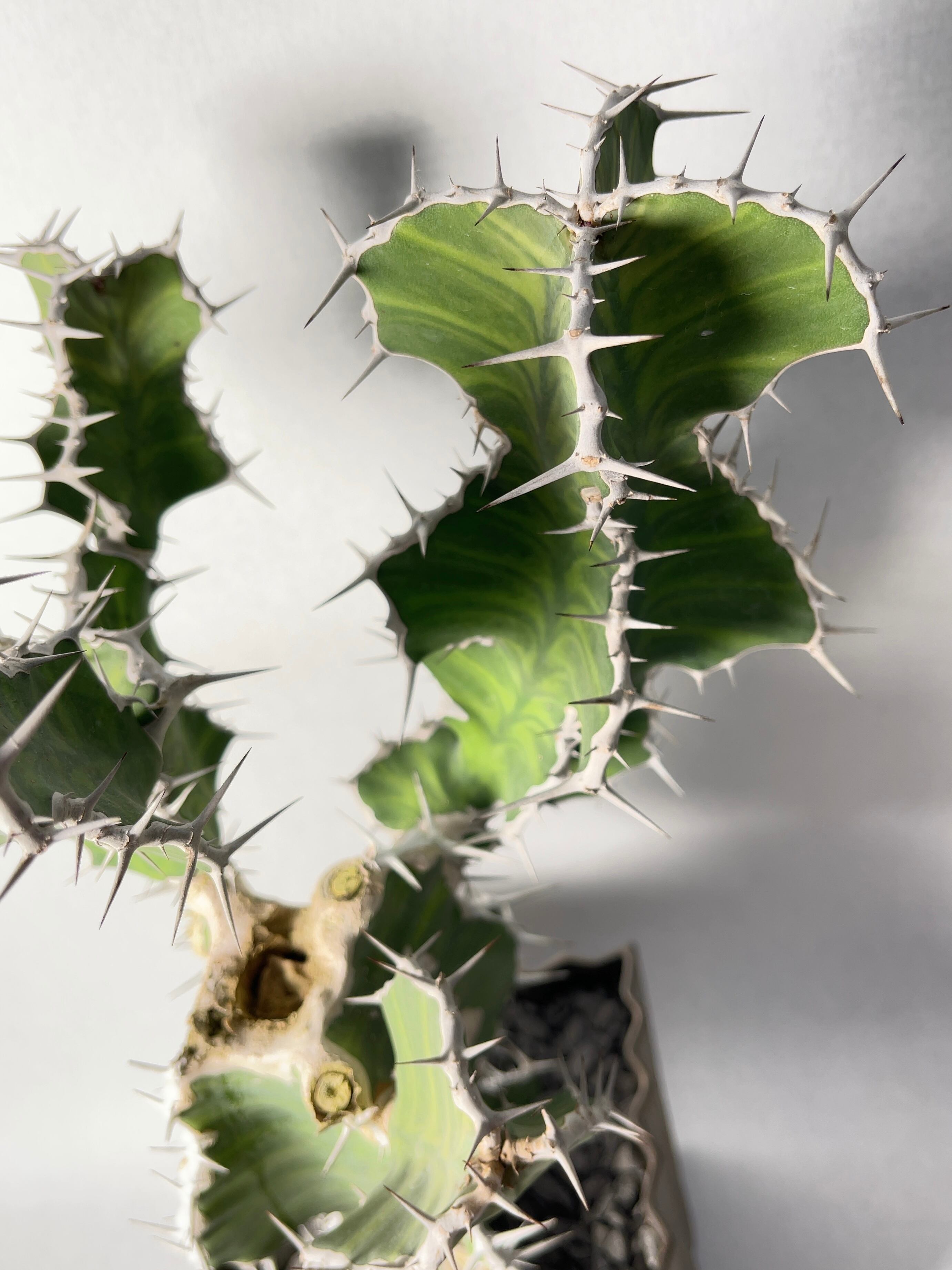 ユーフォルビアsp. | trigger