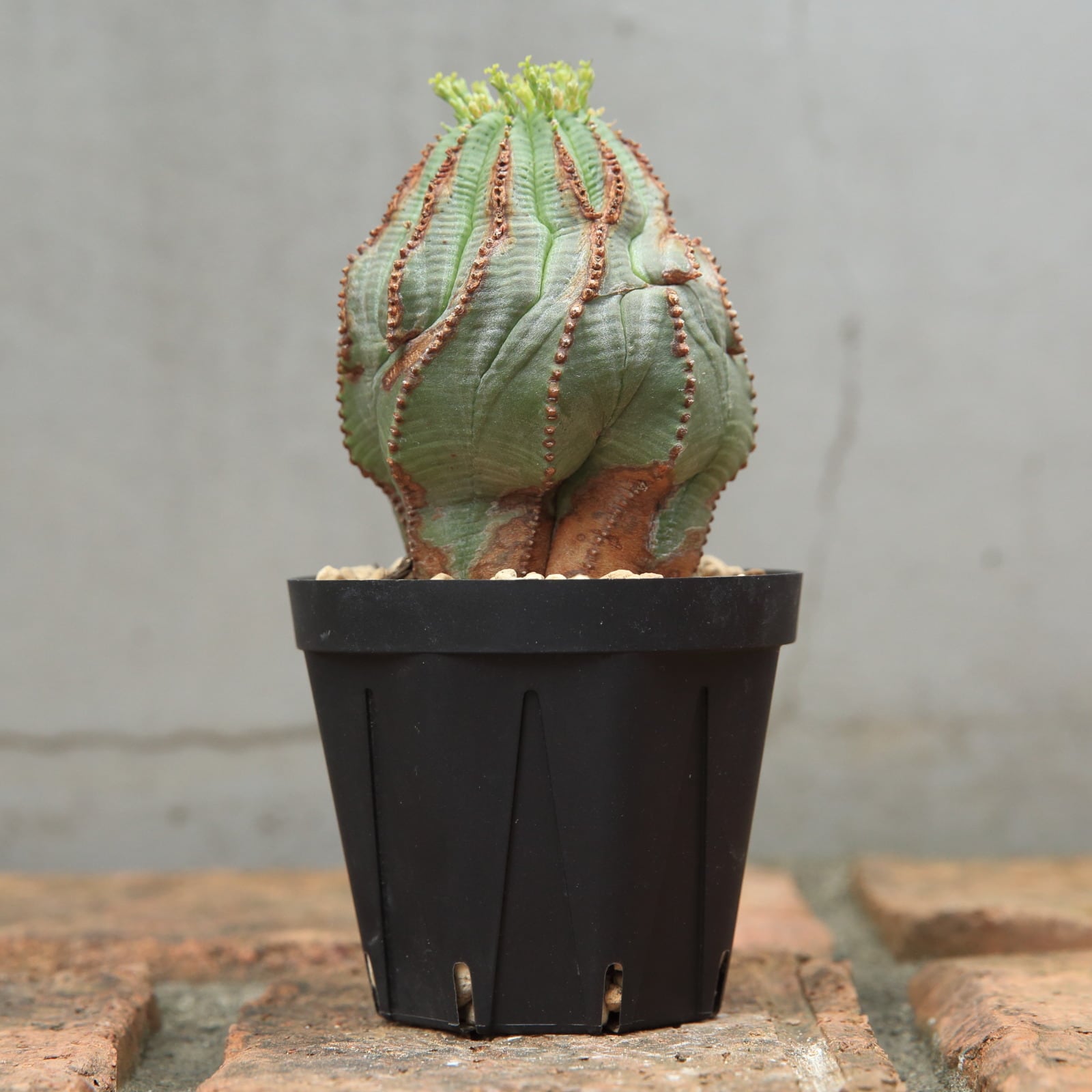 オベサ　綴化　モンスト　ユーフォルビア　ホリダ　バリダ ユーフォルビア ホリダ モンスト ☆ 綴化 ☆ 大株