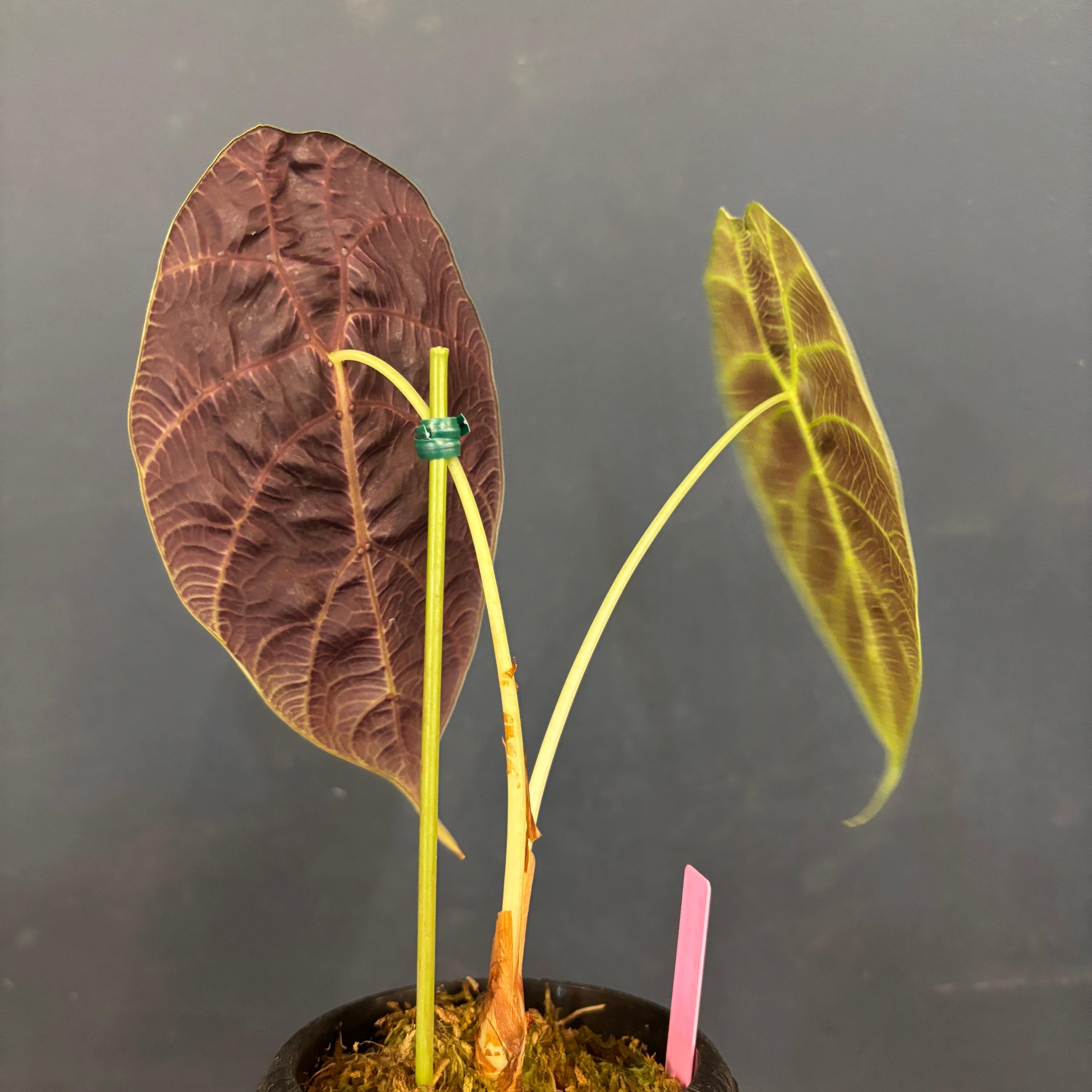 アロカシア Alocasia watsoniana No6 大株 アロカシア