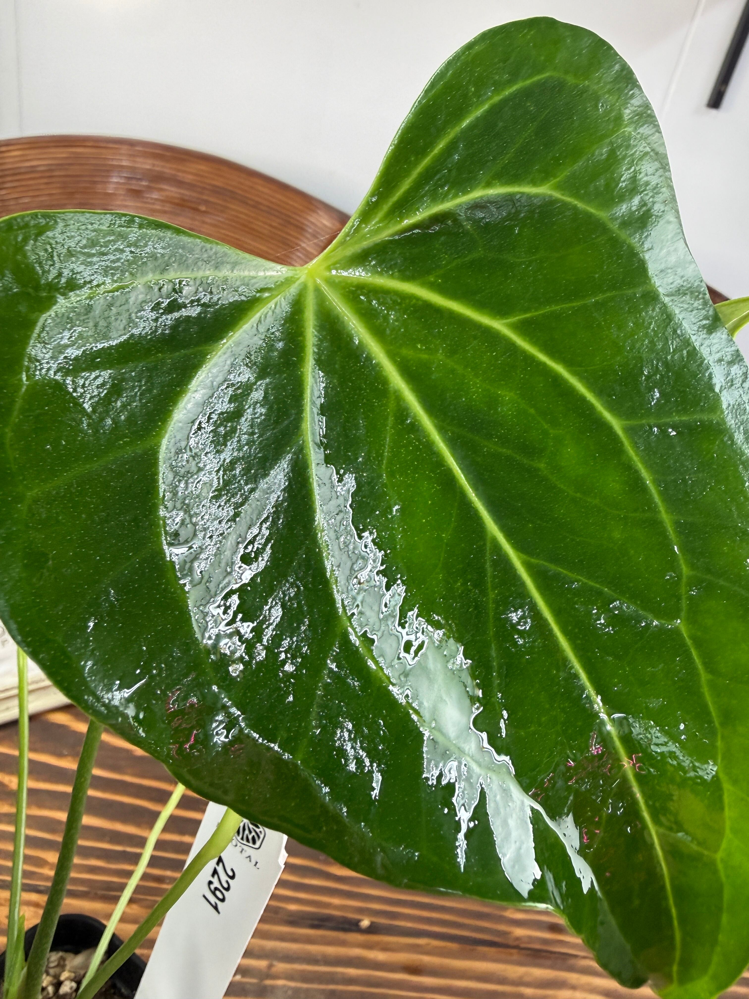 ☆2291【上品さを感じるひと株】アンスリウムデルタフォース（75