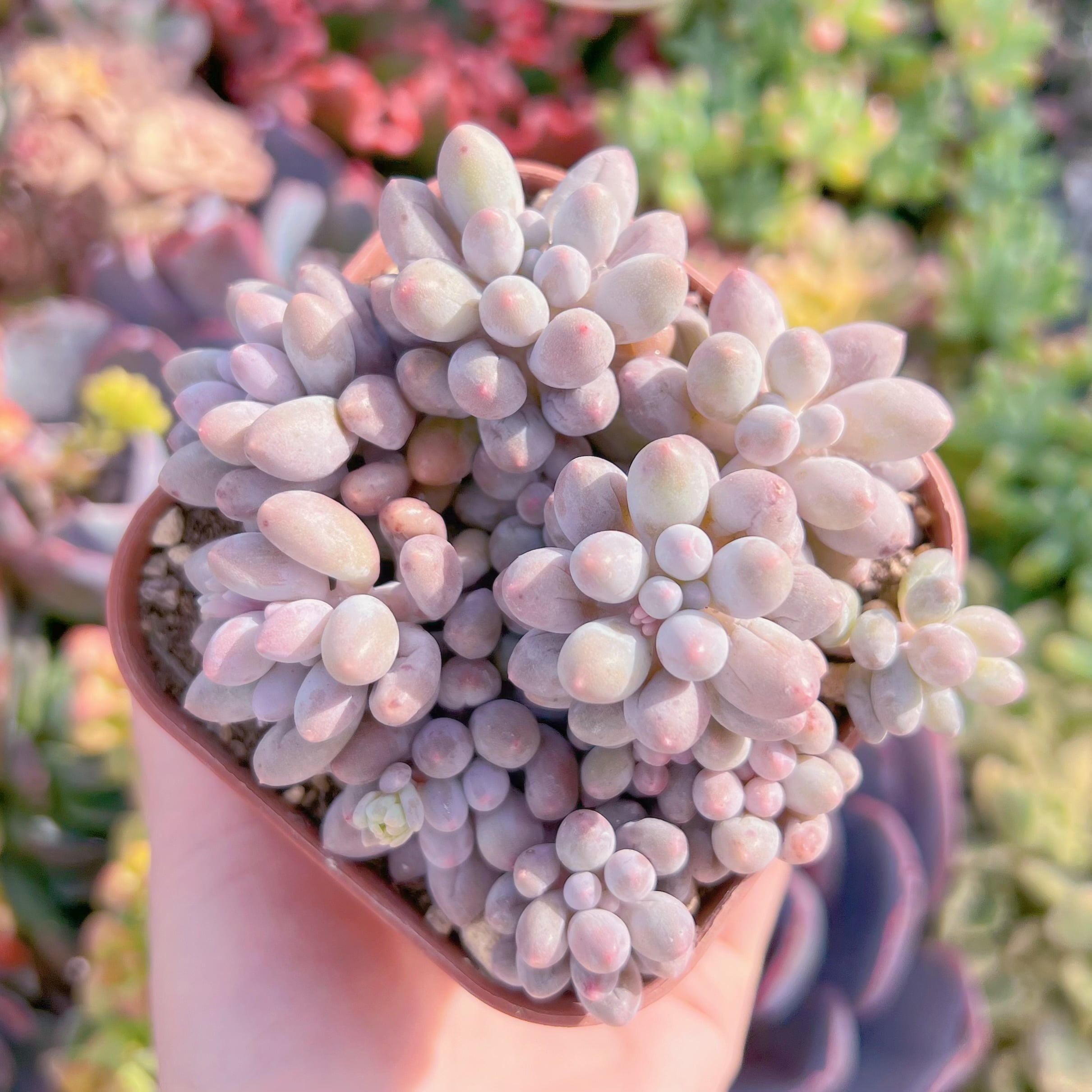 現品　ベビーフィンガー#661　るる農園