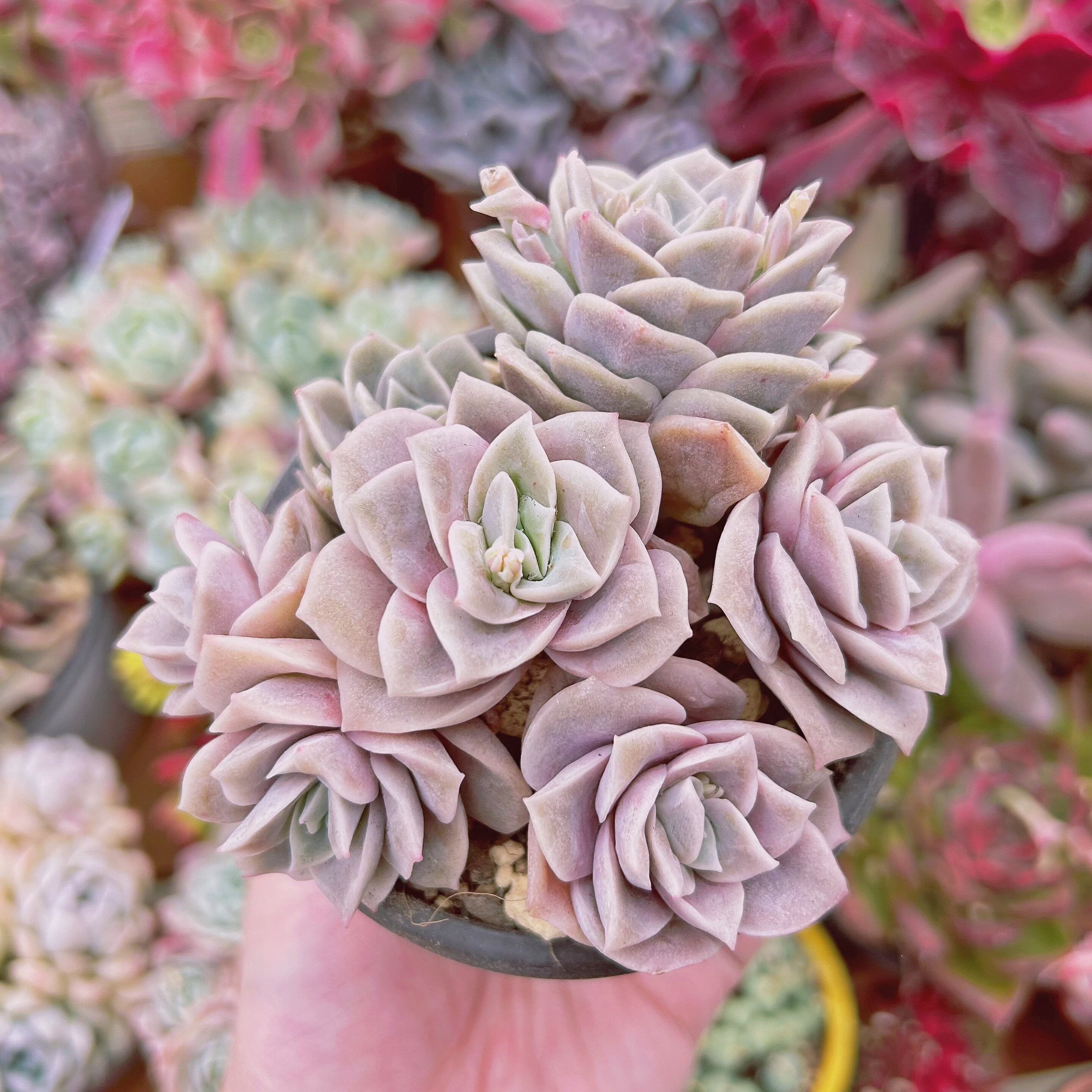 #297現物　多肉植物　ラブリーローズ