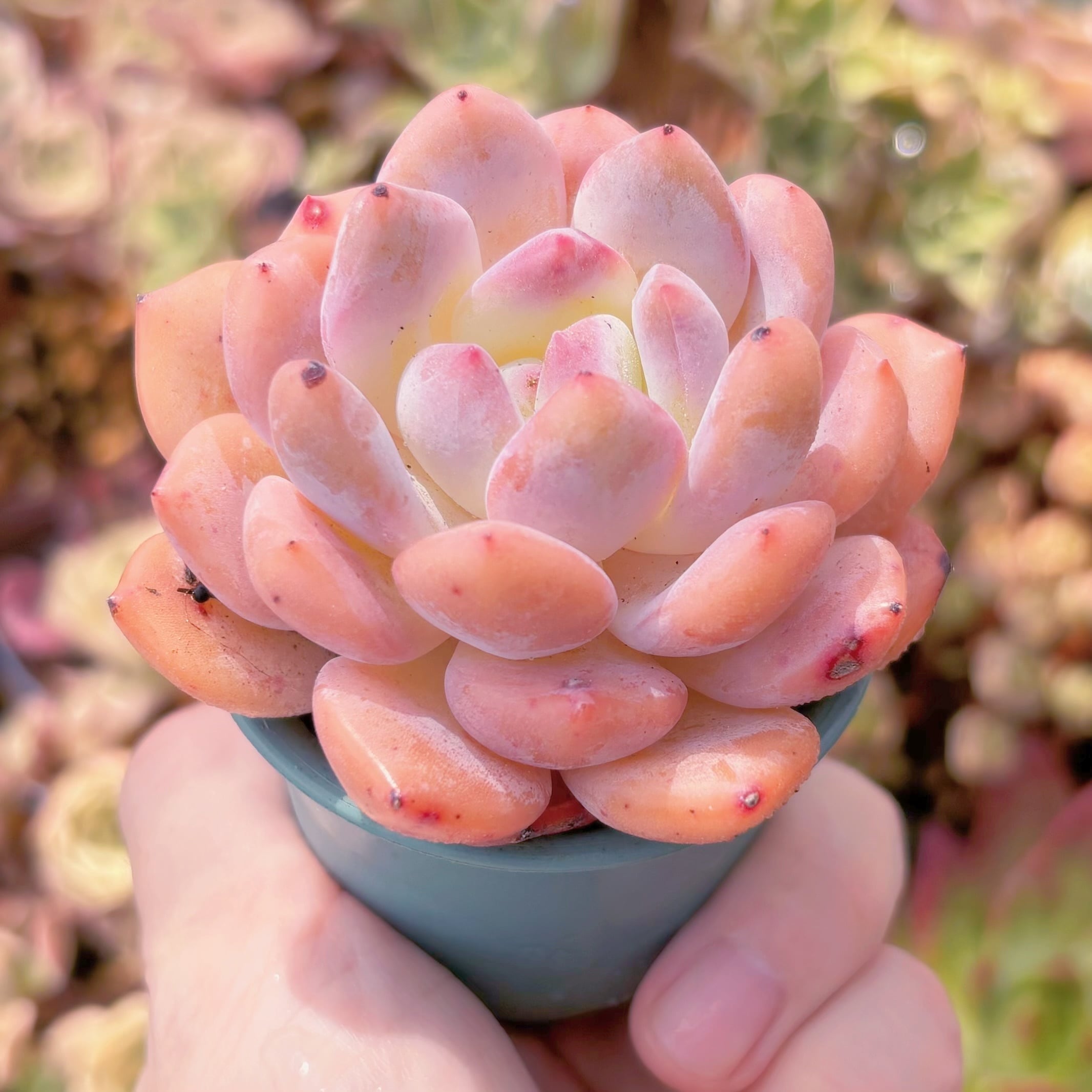 多肉植物 星影 新入荷 るる農園 | るる農園~多肉植物専門