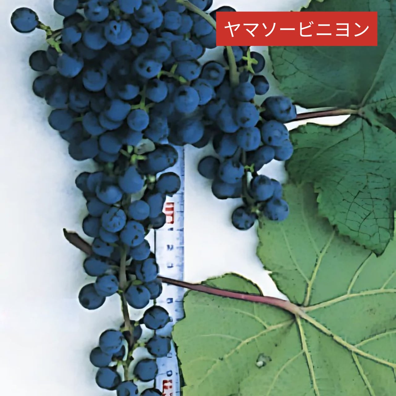 藤村還暦記念ワイン２本セット（FUJIMURA60 2025&初心者向け）