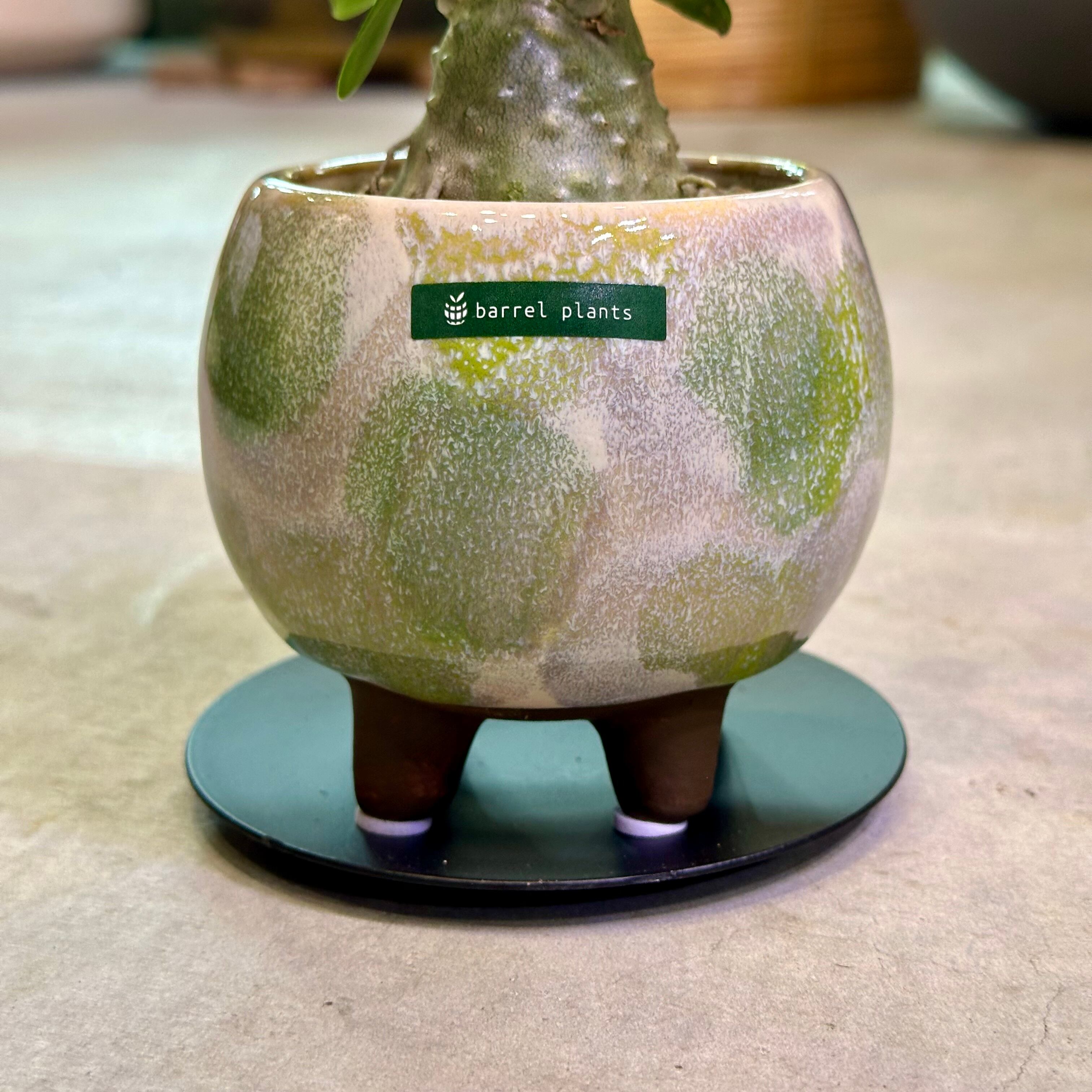 ヒドノフィツム・パプアナム | barrelplants_BONSAI