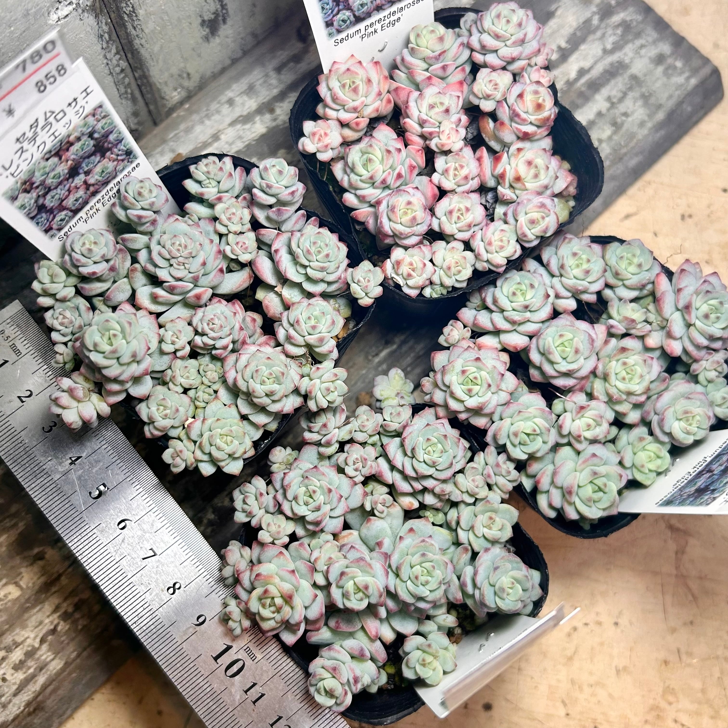 B)ペレスデラロサエ（ピンクエッジ） | RuPo 多肉植物専門店