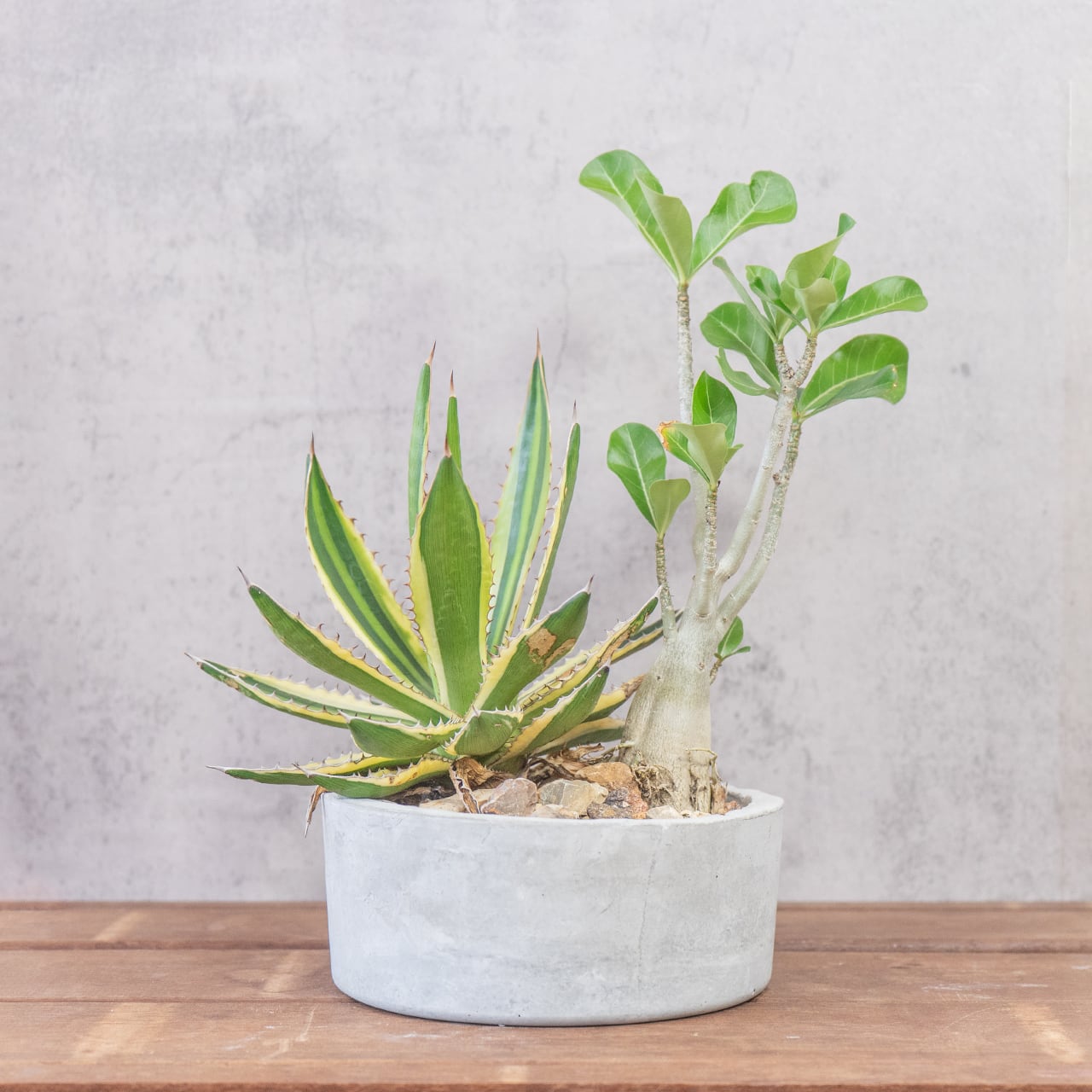 アガベ・五色万代 × アデニウム・オベスム 個性派コンビが生む存在感 手作りモルタル鉢仕立て