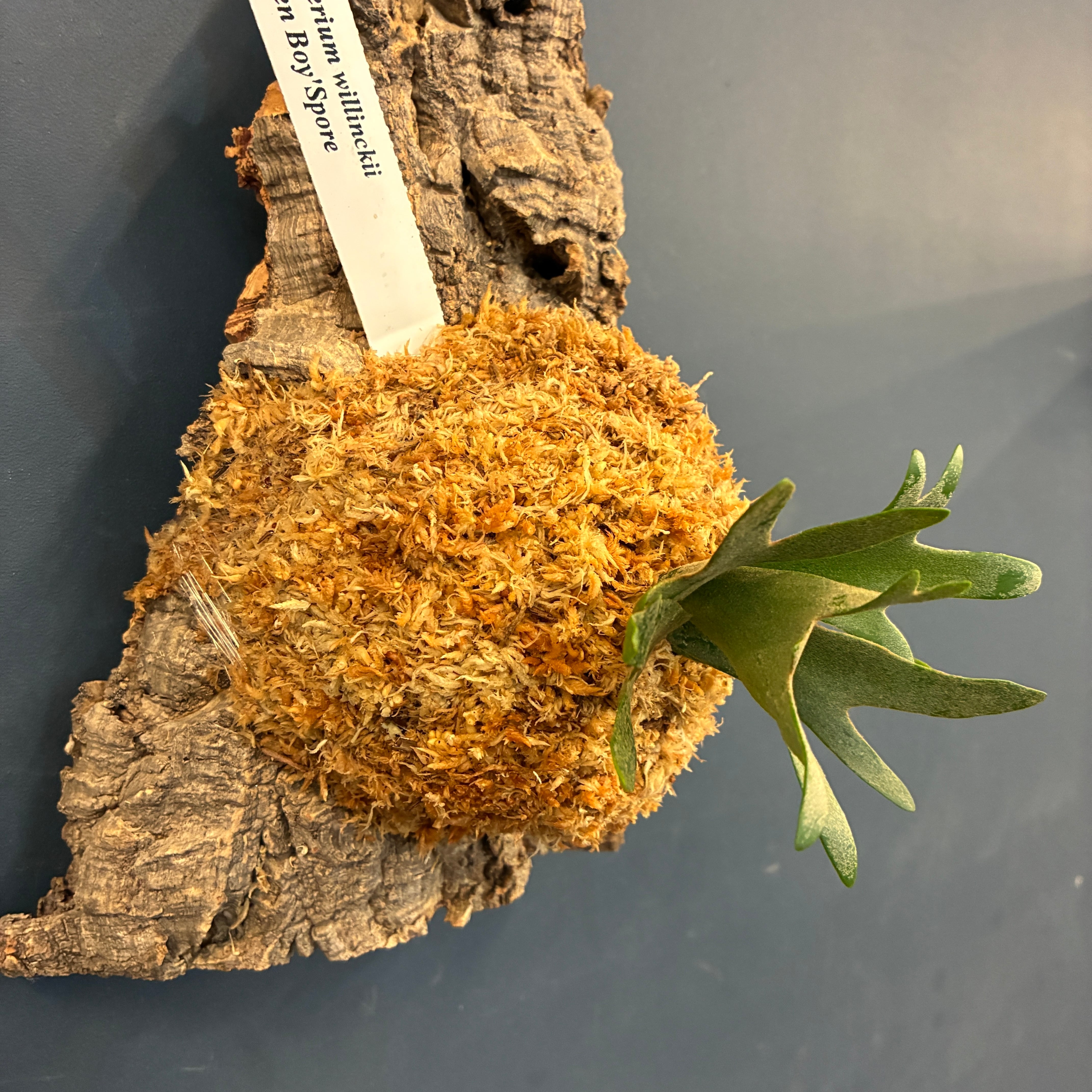 UJ】ビカクシダ P. willinckii 'Golden Boy' Spore 板付け (コルク