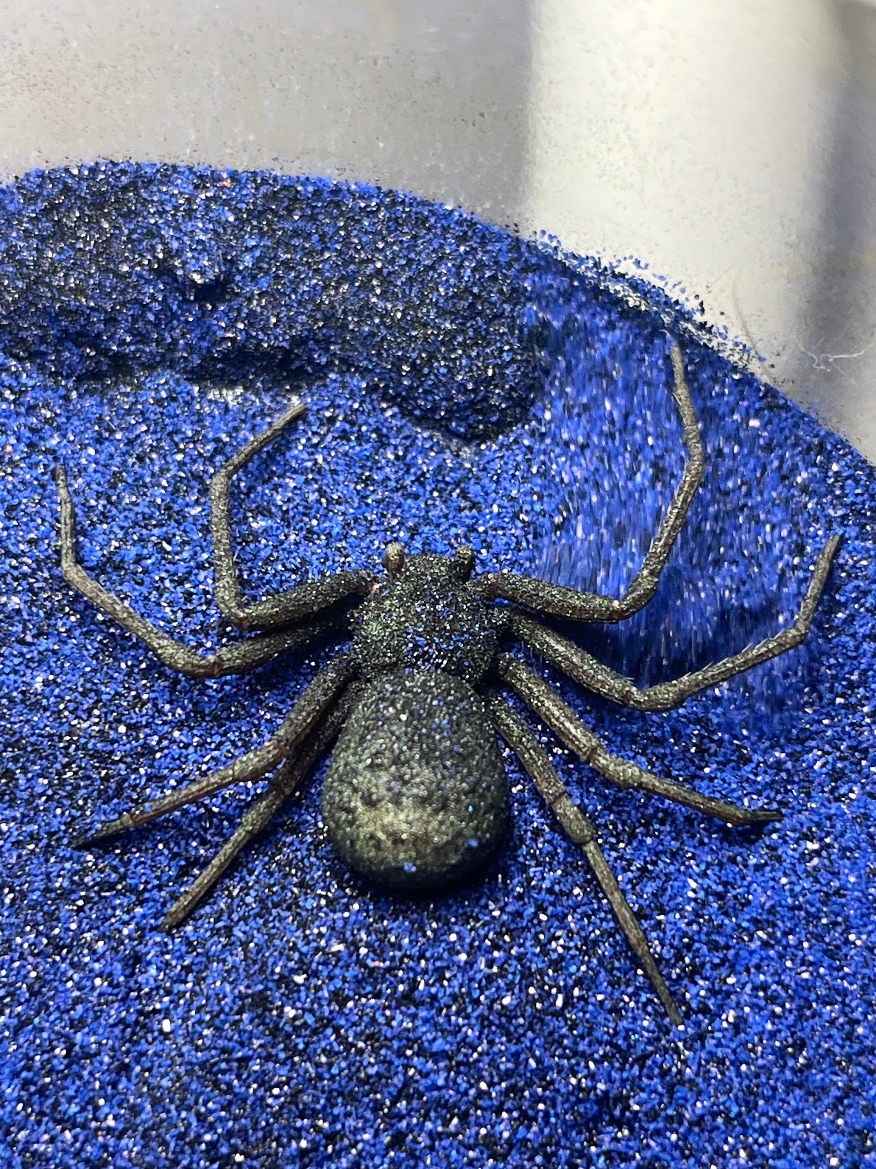 トゥルースパイダー | オモニキチュウ